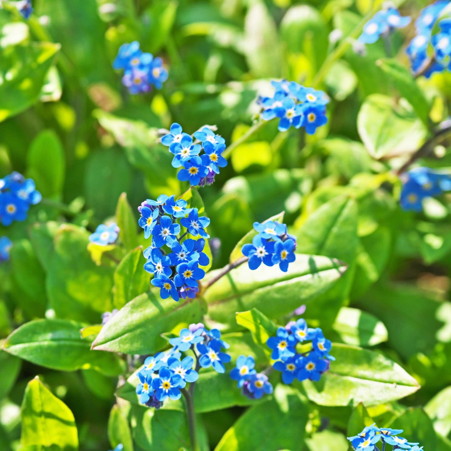 100Pcs Forget Me Not (Myosotis Sylvatica) Blue Flower Seeds