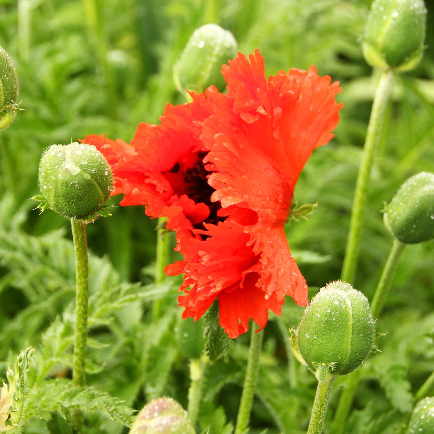 100Pcs Poppy Oriental Mix Flower Seeds Pack