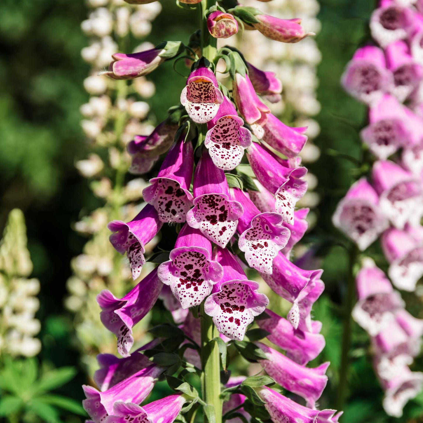 100Pcs Foxgloves Flower Seeds Pack