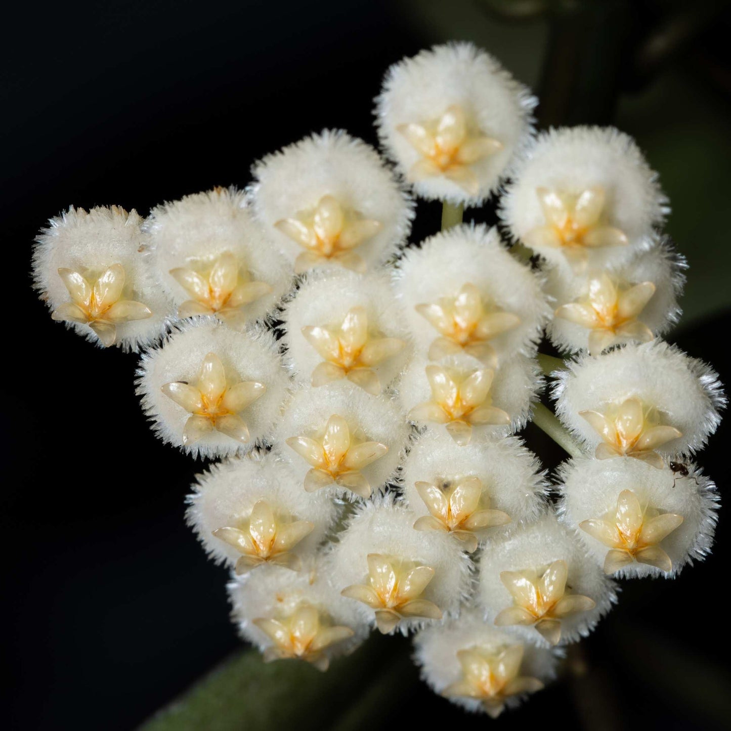 50Pcs Hoya Flower Seeds