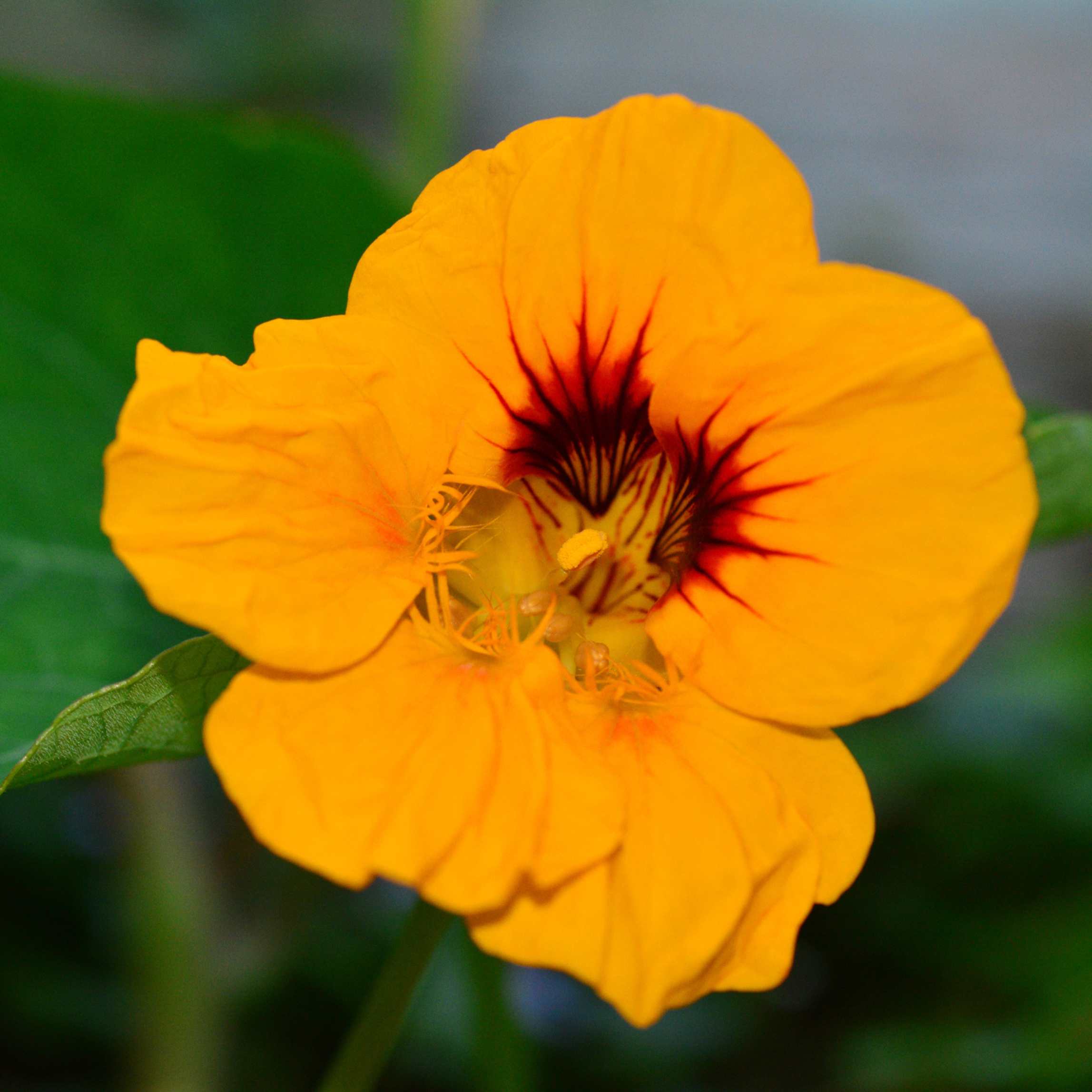 100Pcs Nasturtium Flower Seeds Pack