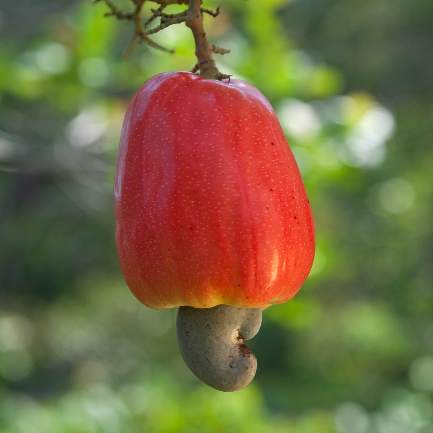 3Pcs Cashew Plant Seeds