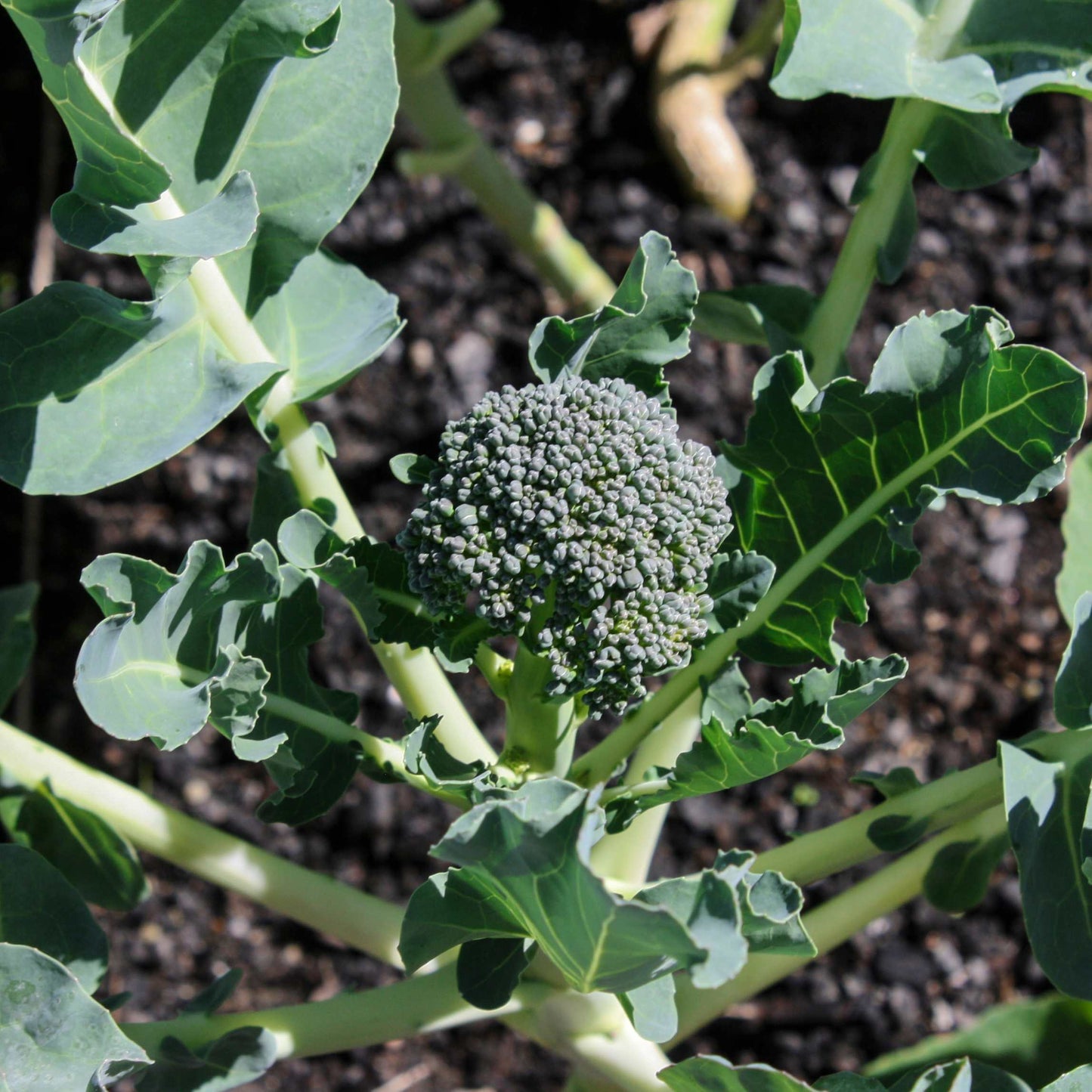 50Pcs Organic Broccoli Seeds