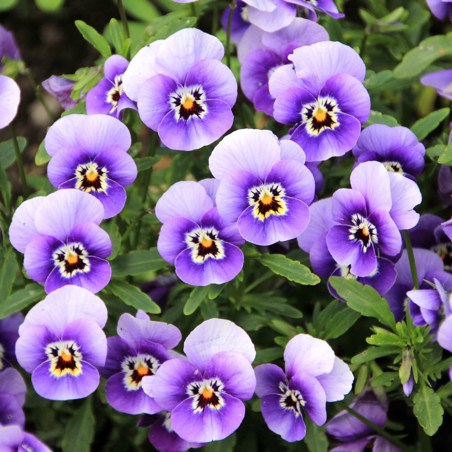 50Pcs Pansies Flower Seeds Pack