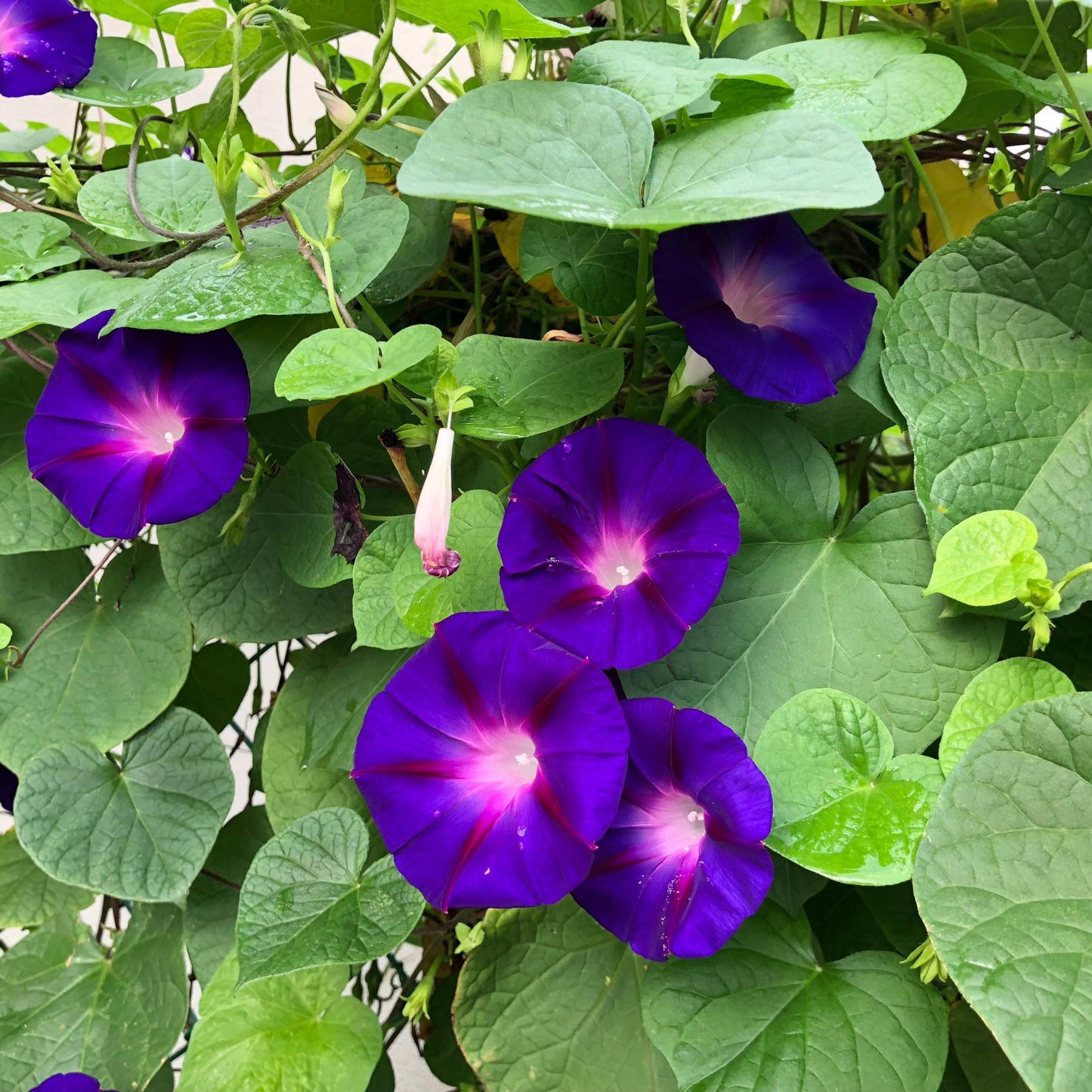 100Pcs Mix Color Morning Glory Flower Seeds
