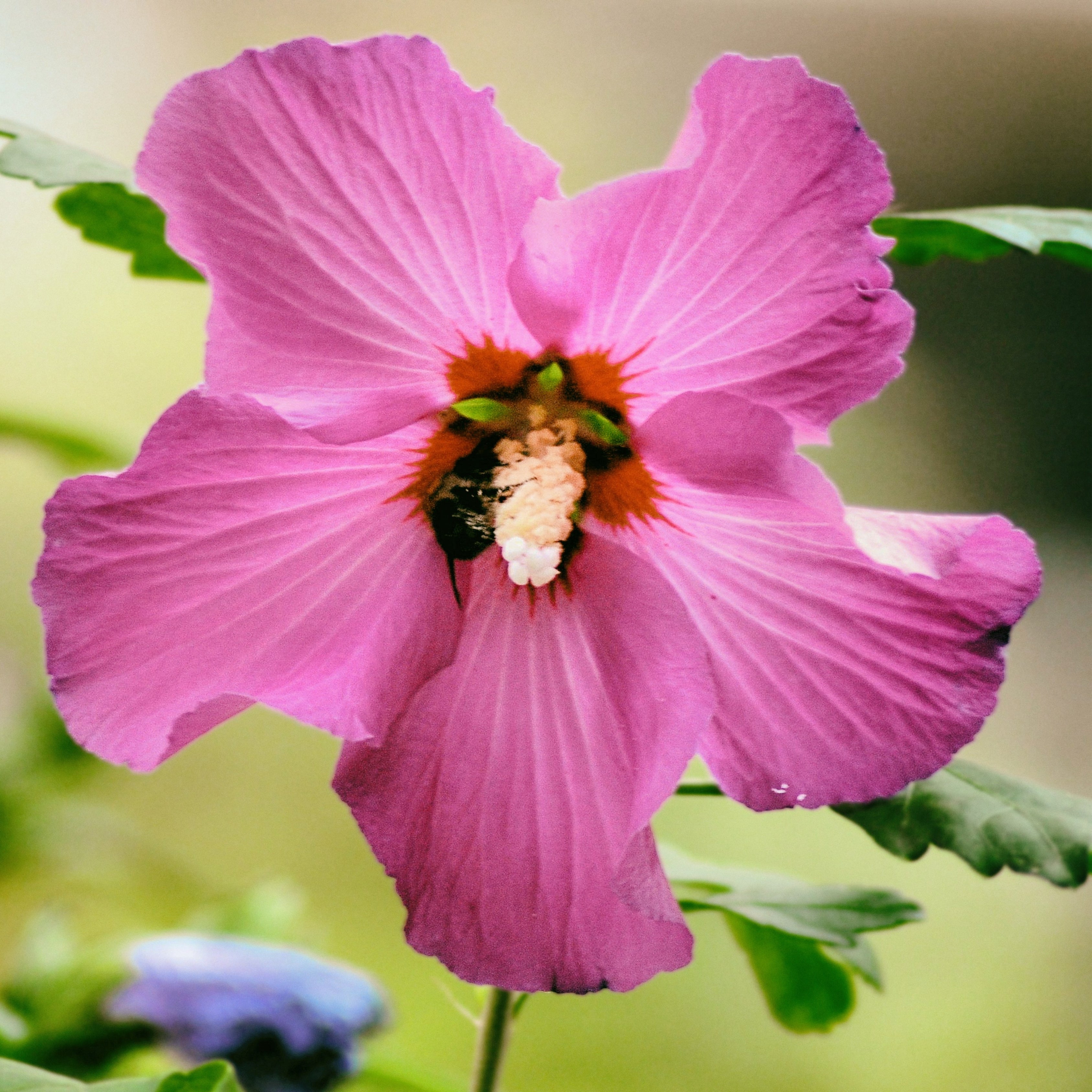 200Pcs Multi Colored Hibiscus Seeds