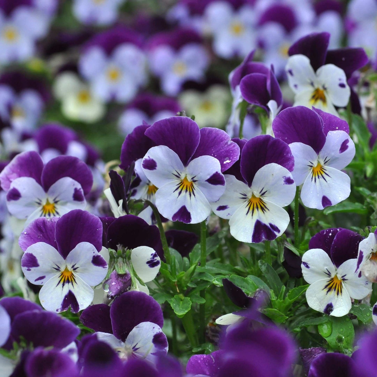 50Pcs Pansies Flower Seeds Pack