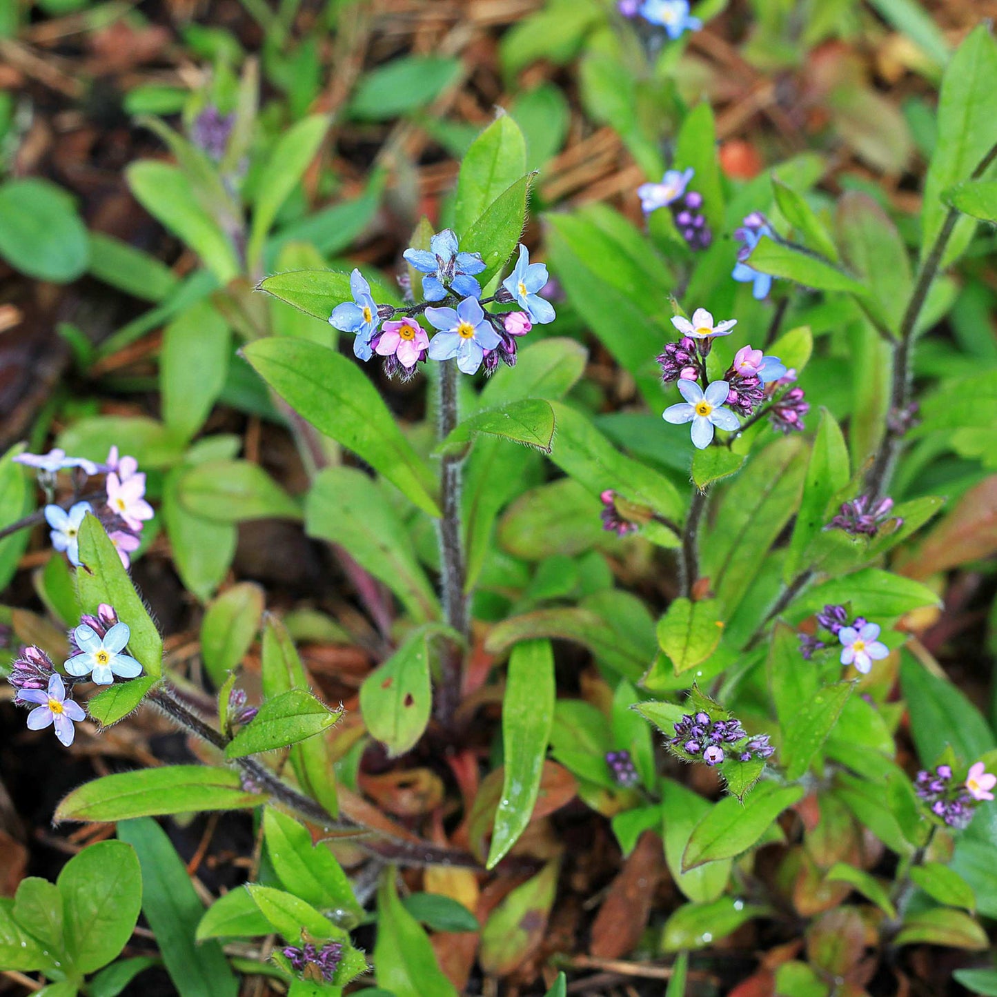 100Pcs Forget Me Not (Myosotis Sylvatica) Blue Flower Seeds