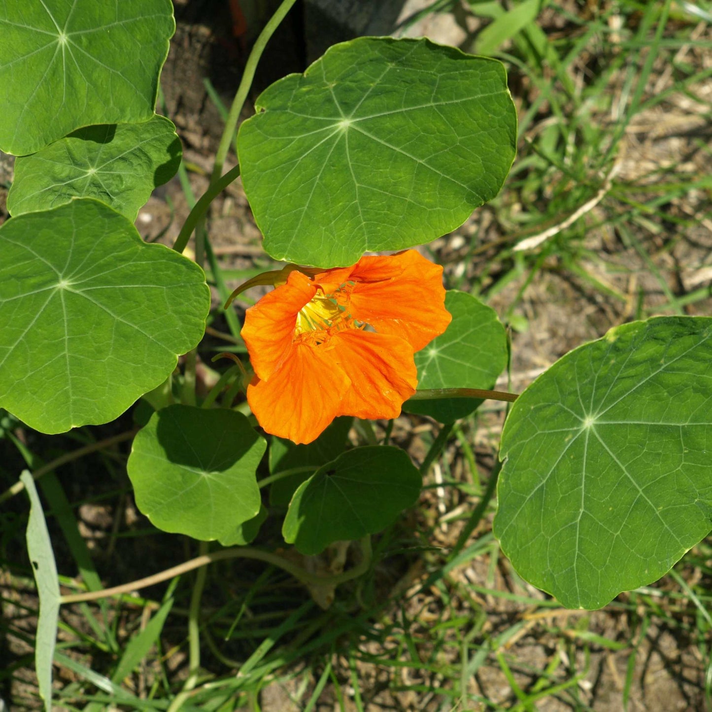 100Pcs Nasturtium Flower Seeds Pack