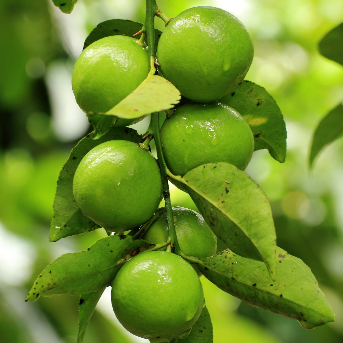 10Pcs Organic Kaffir Lime Seeds