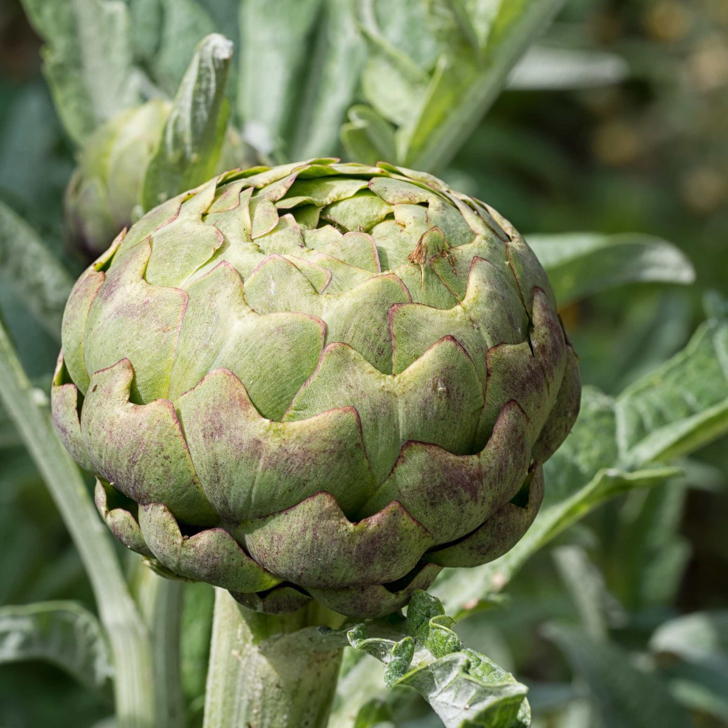 100pcs Organic Artichoke Seeds Pack