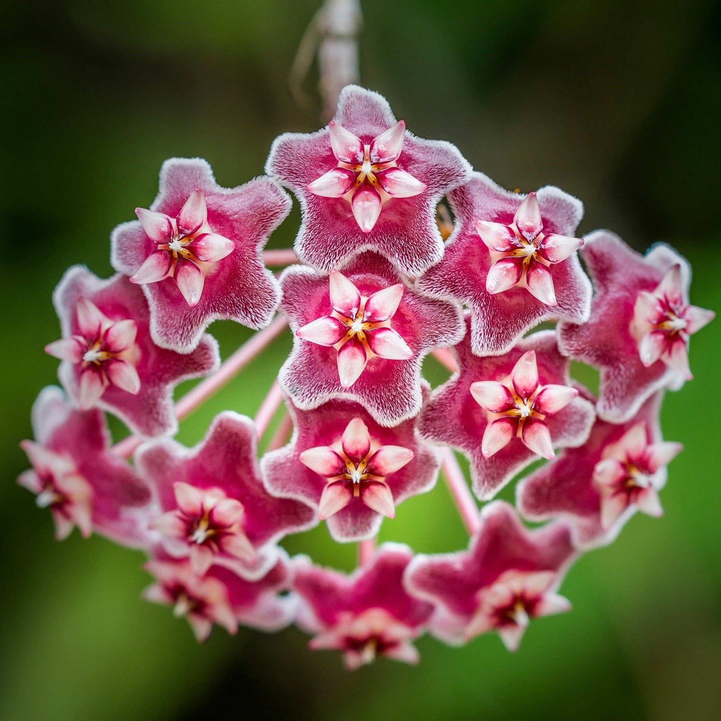 50Pcs Hoya Flower Seeds