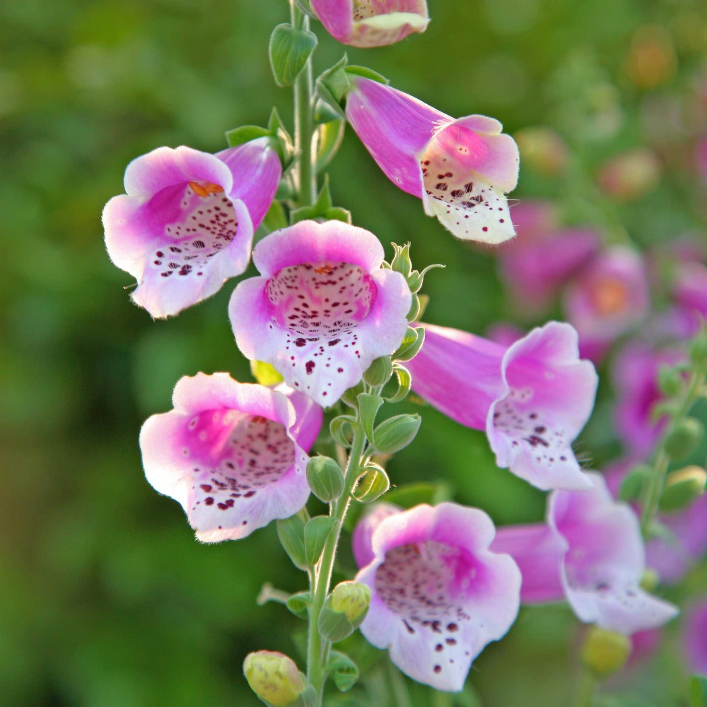 100Pcs Foxgloves Flower Seeds Pack