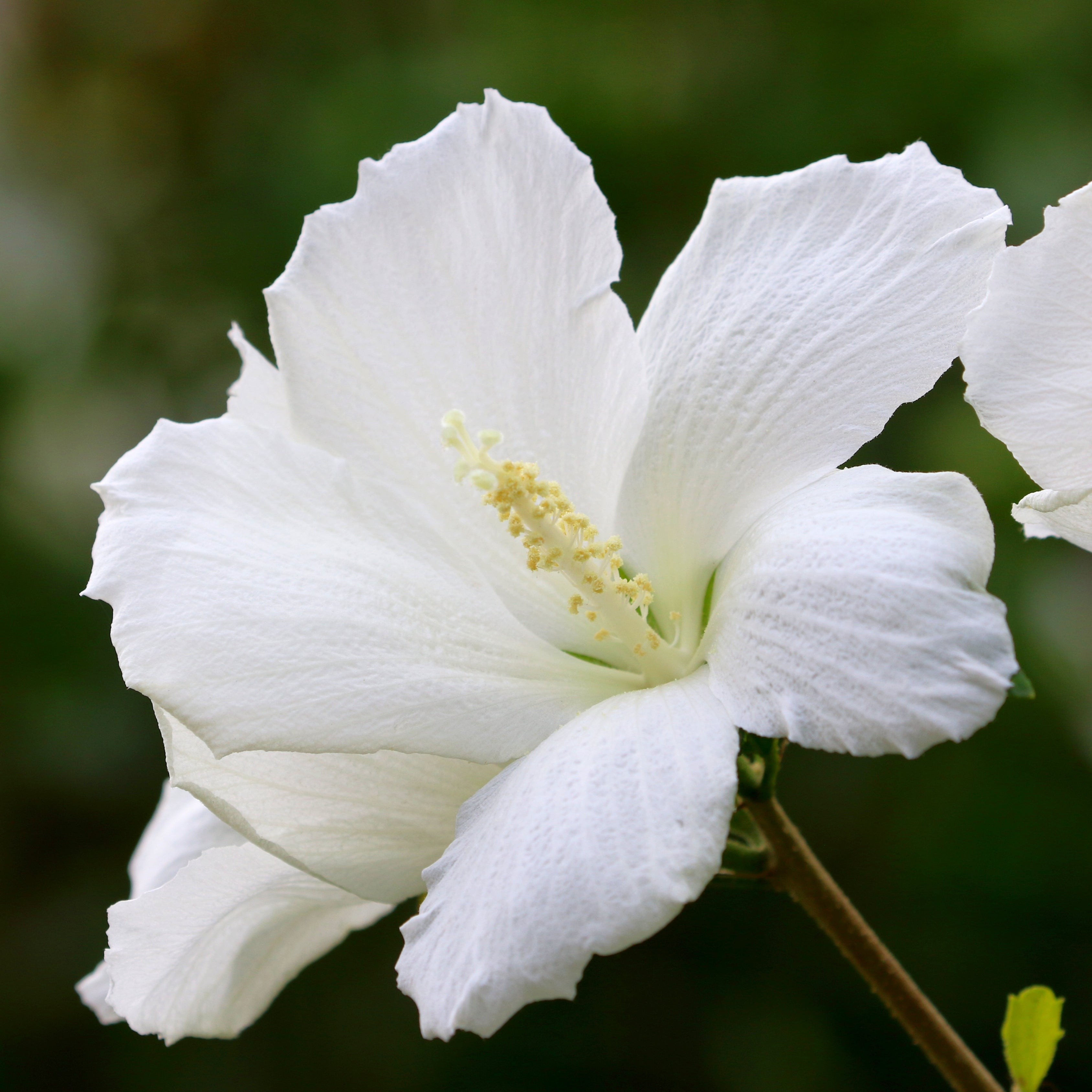 200Pcs Multi Colored Hibiscus Seeds