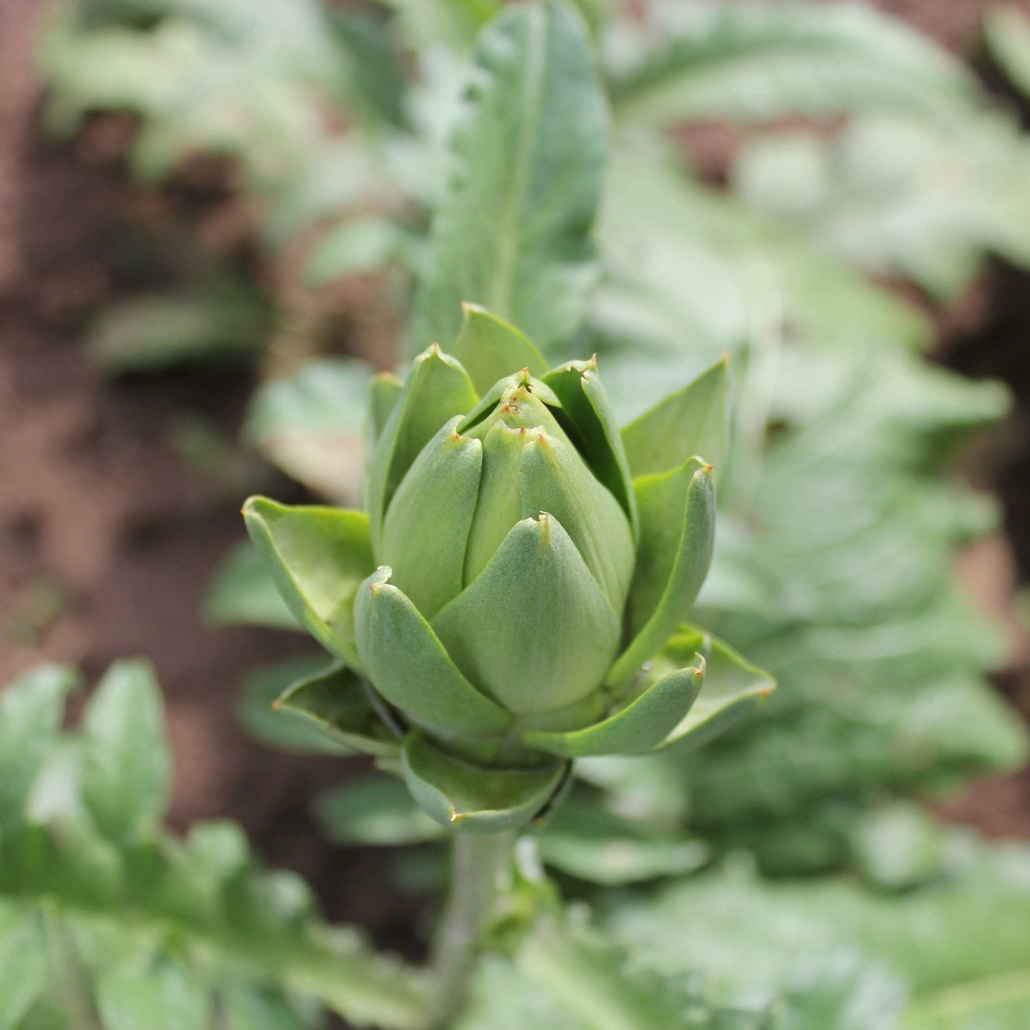 100pcs Organic Artichoke Seeds Pack