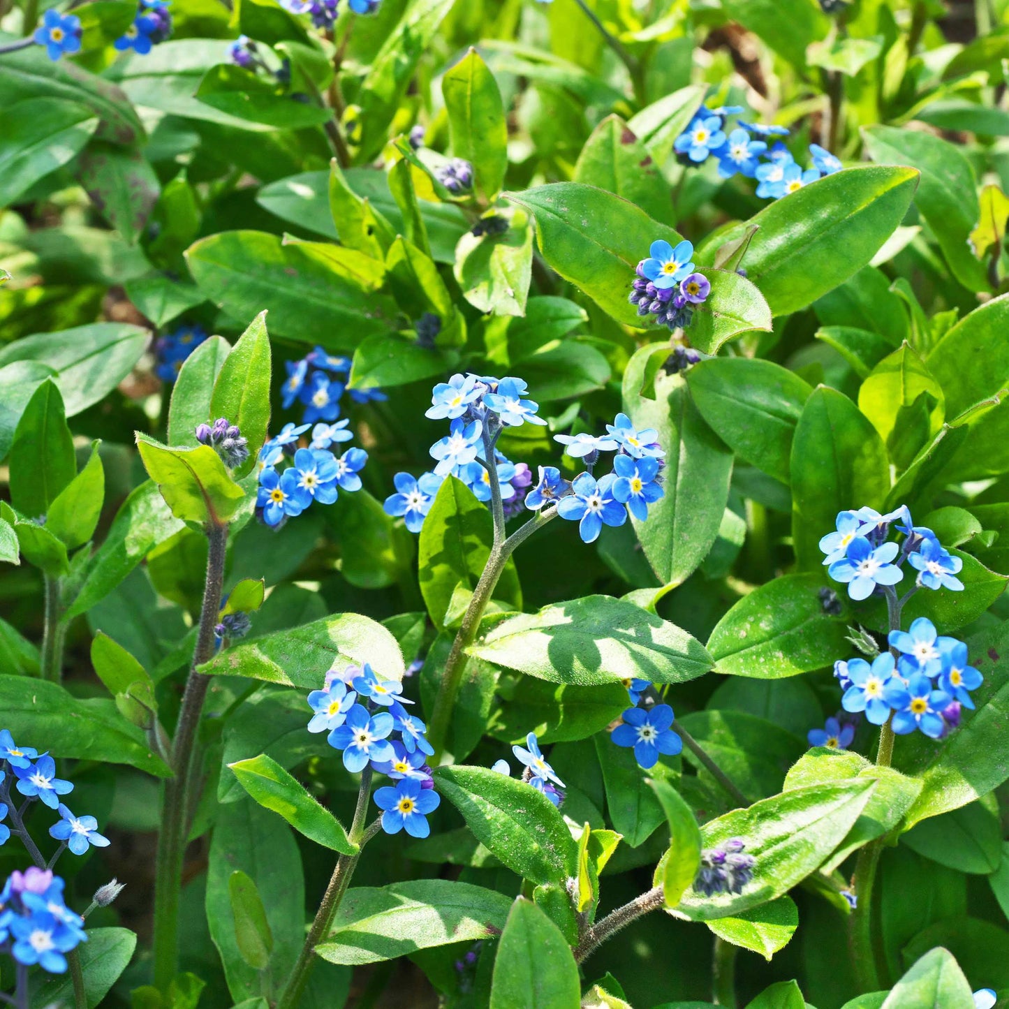 100Pcs Forget Me Not (Myosotis Sylvatica) Blue Flower Seeds