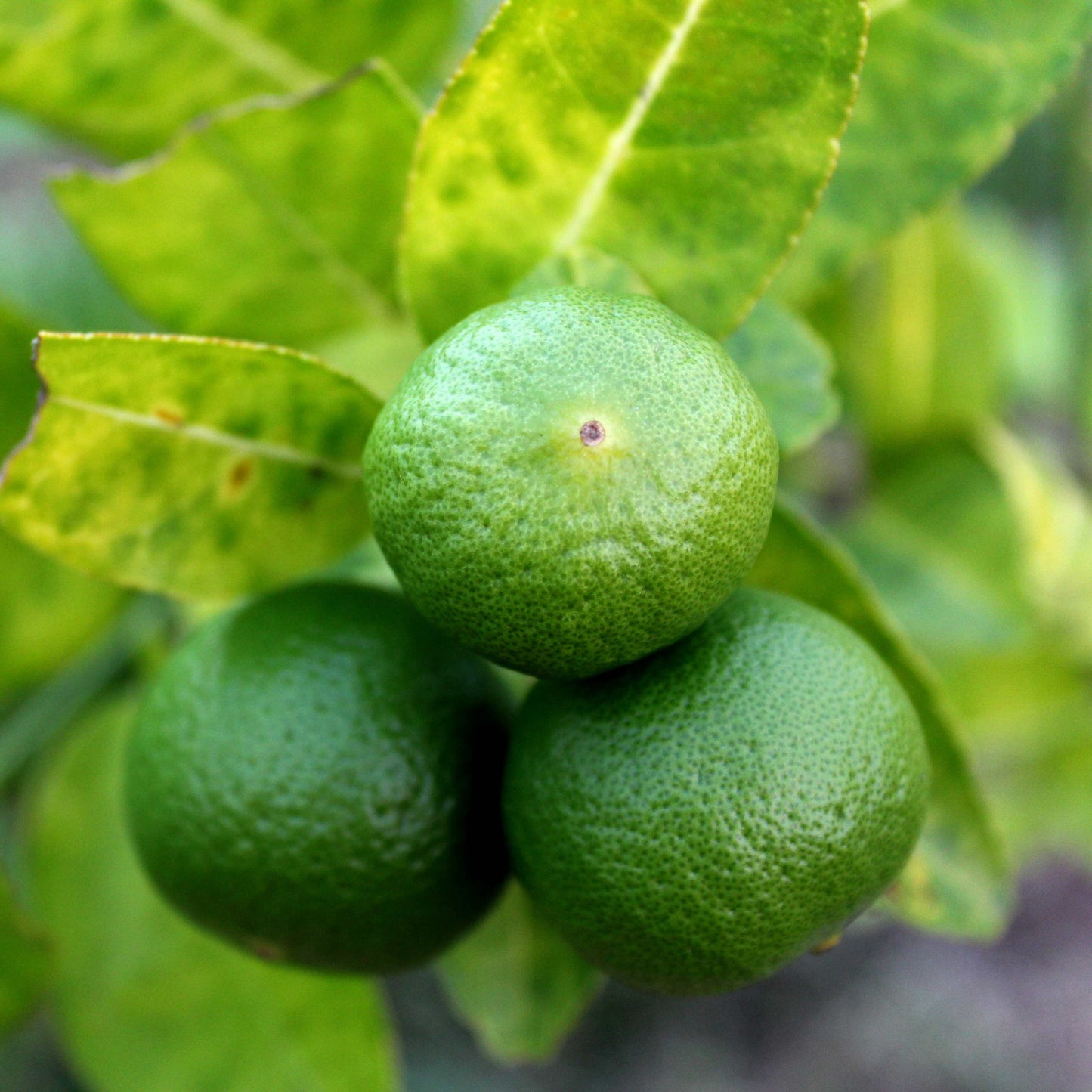 10Pcs Organic Kaffir Lime Seeds