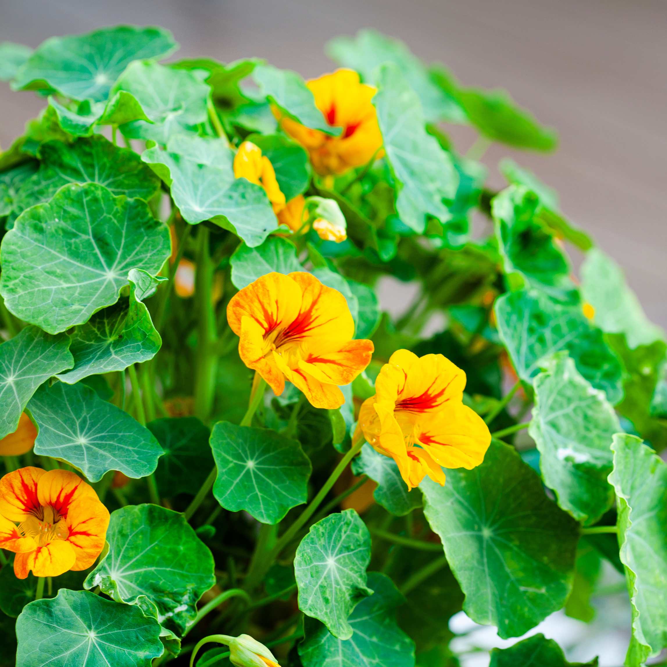 100Pcs Nasturtium Flower Seeds Pack