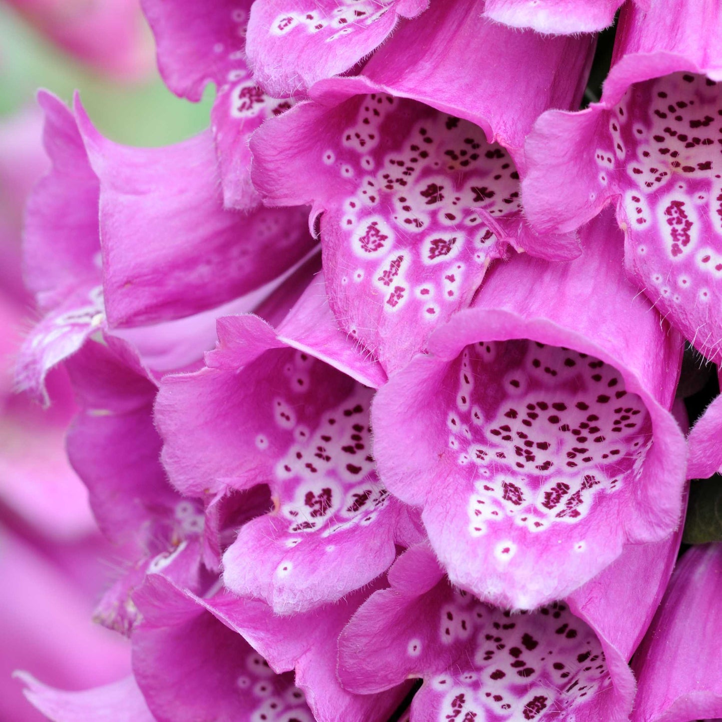 100Pcs Foxgloves Flower Seeds Pack