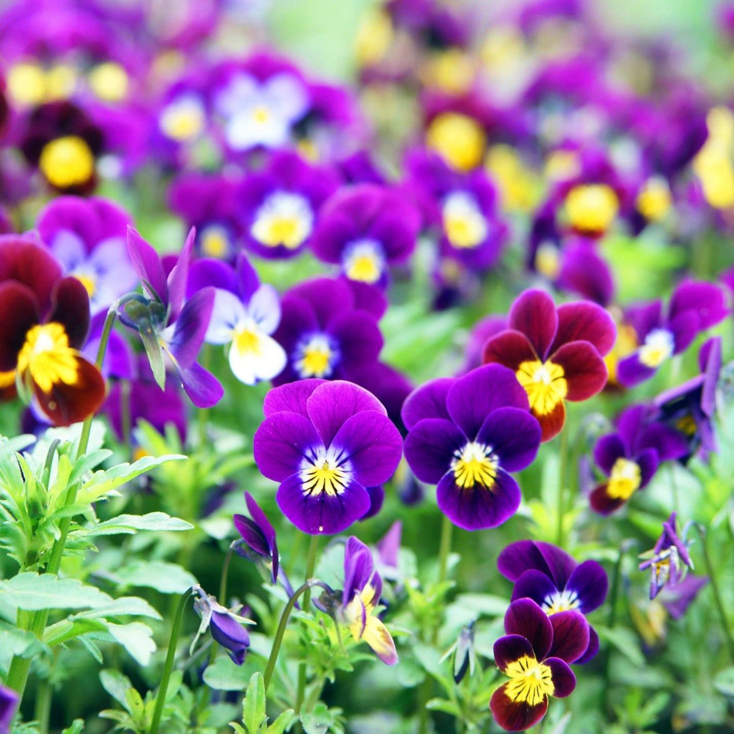 50Pcs Pansies Flower Seeds Pack