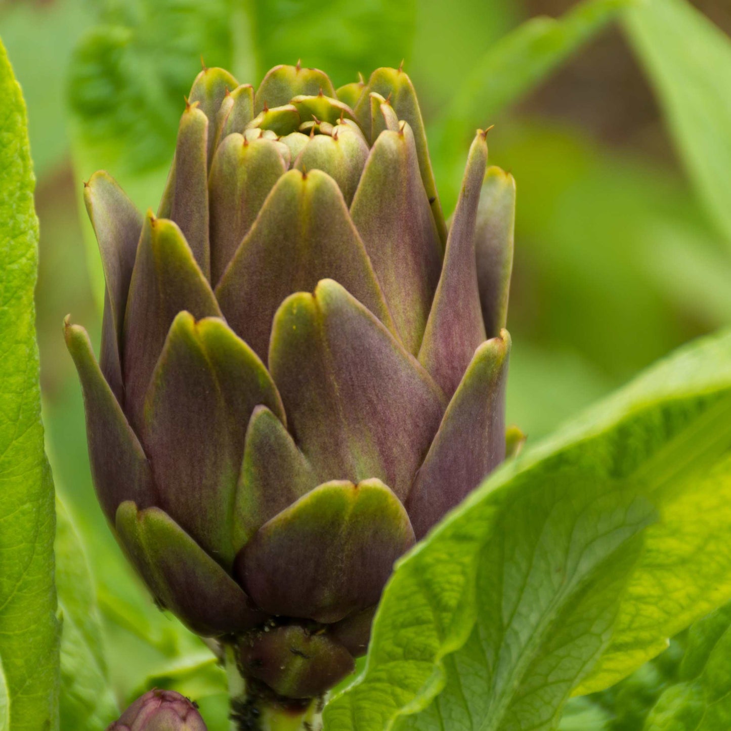 100pcs Organic Artichoke Seeds Pack