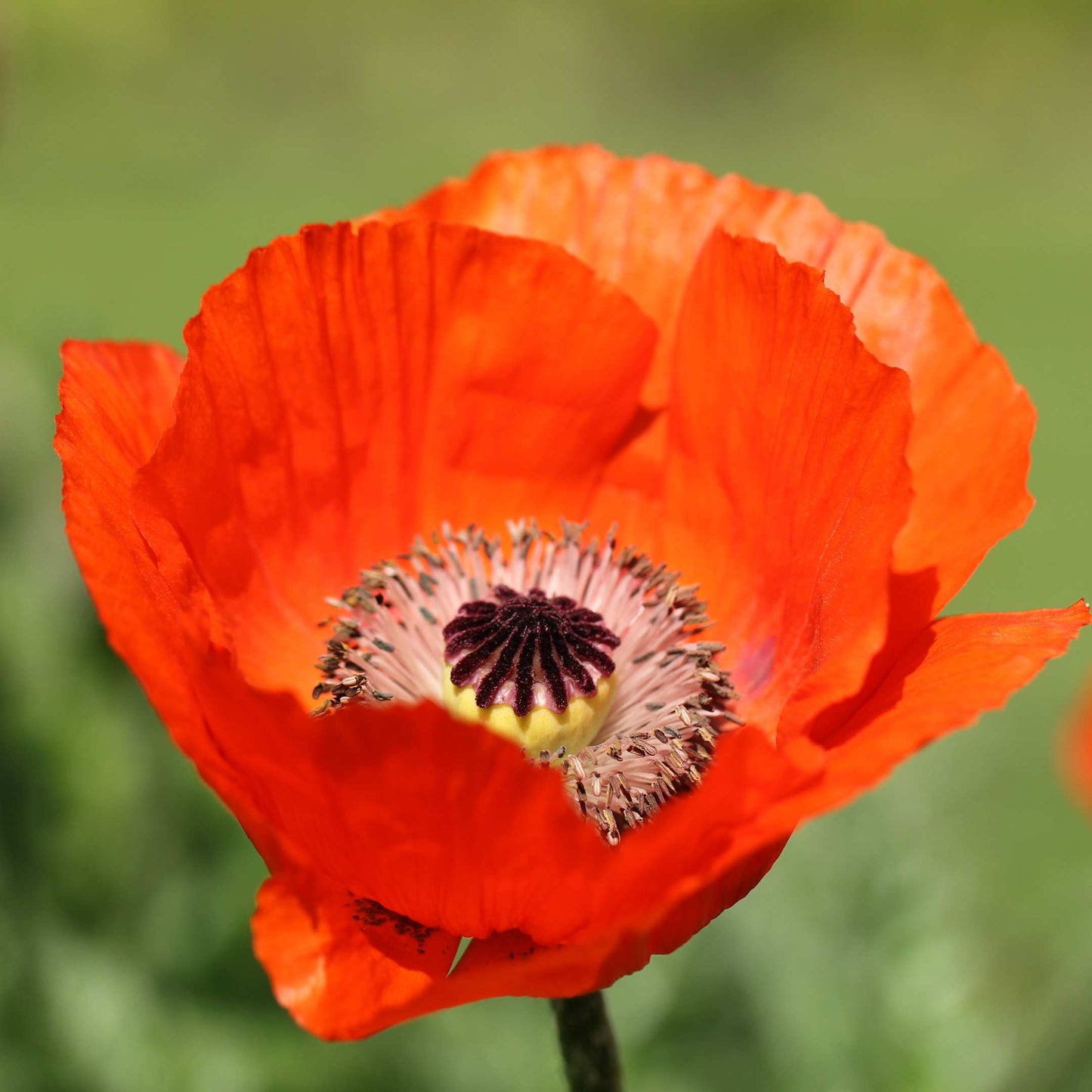 100Pcs Poppy Oriental Mix Flower Seeds Pack