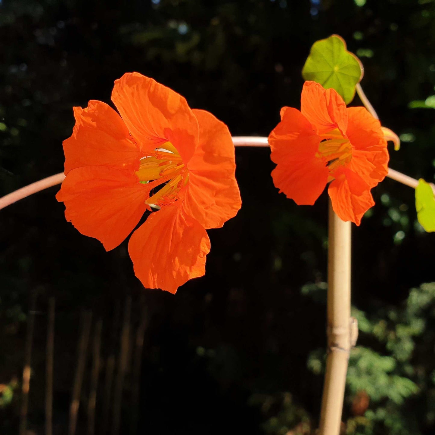 100Pcs Nasturtium Flower Seeds Pack