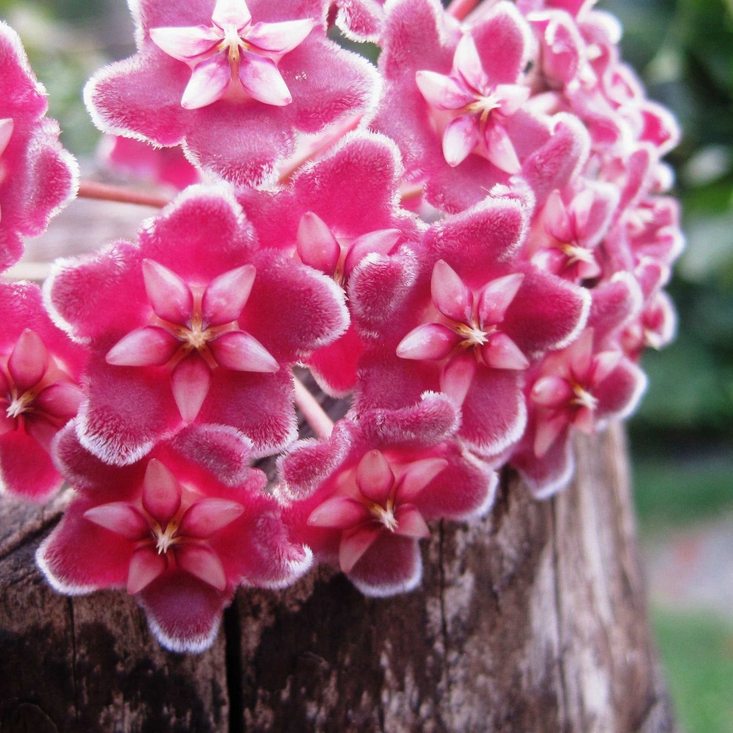 50Pcs Hoya Flower Seeds