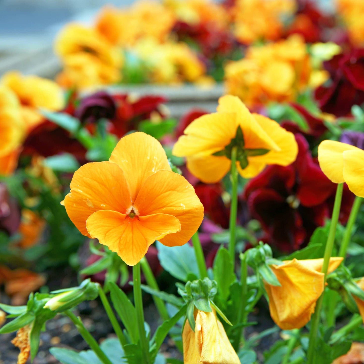 50Pcs Pansies Flower Seeds Pack