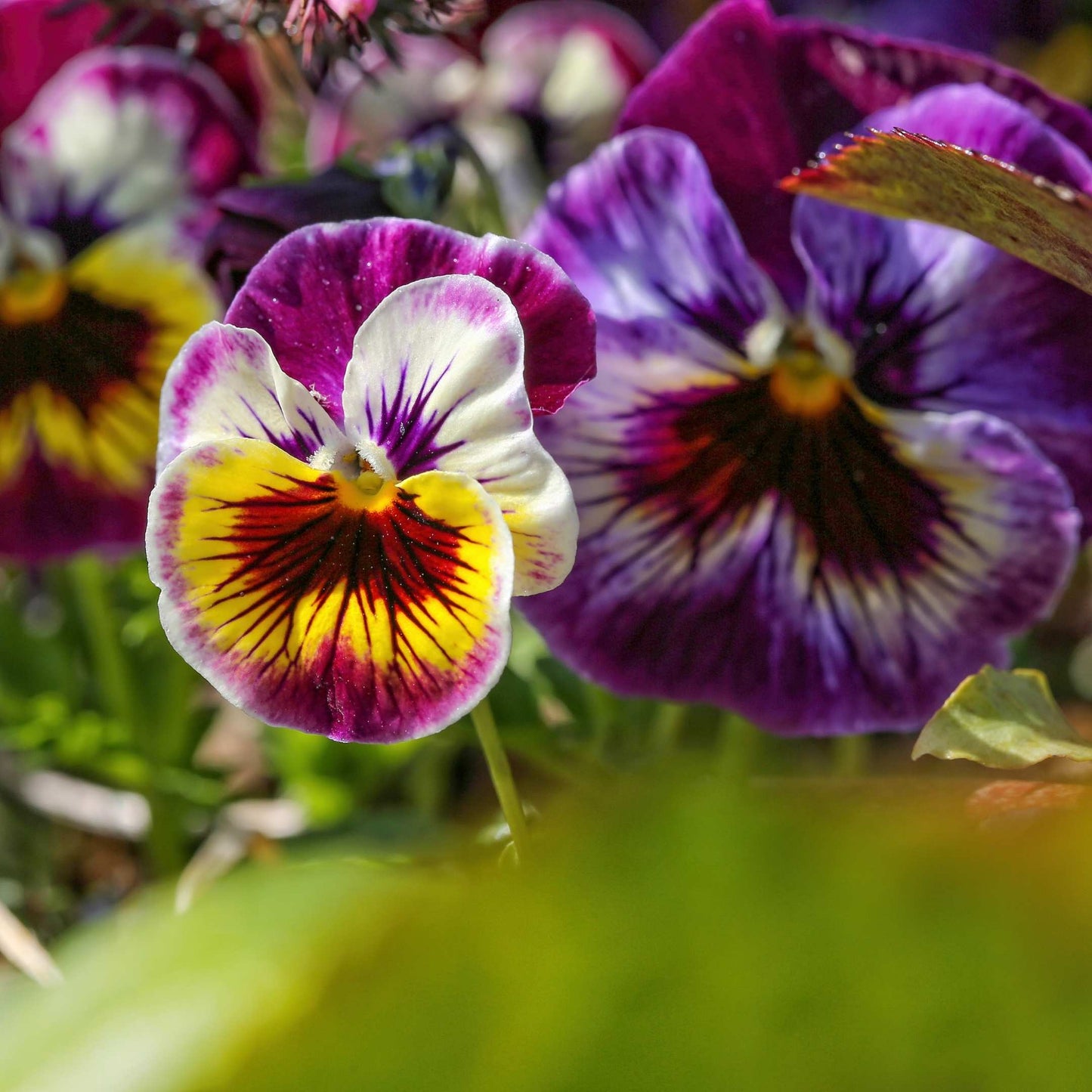 50Pcs Pansies Flower Seeds Pack