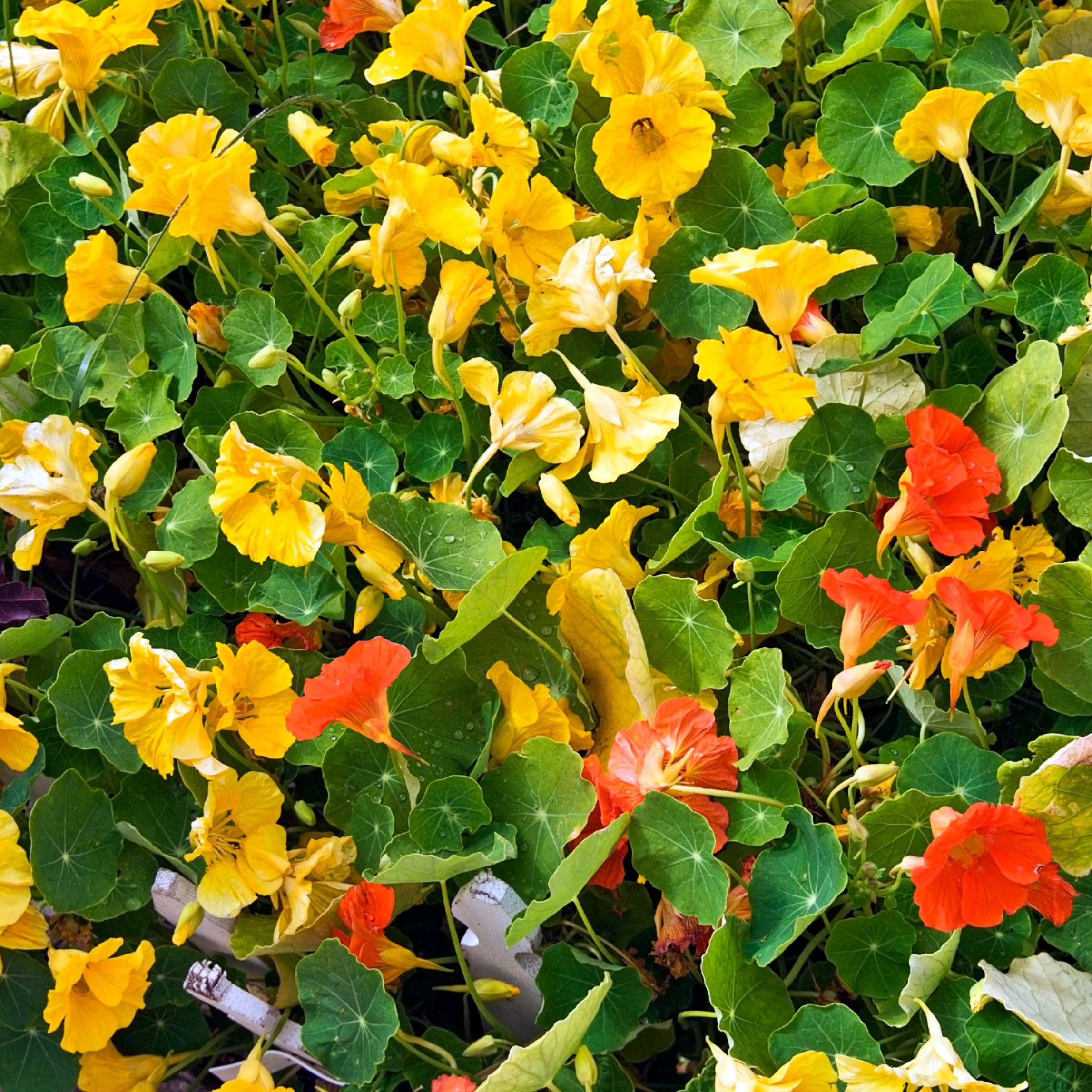 100Pcs Nasturtium Flower Seeds Pack