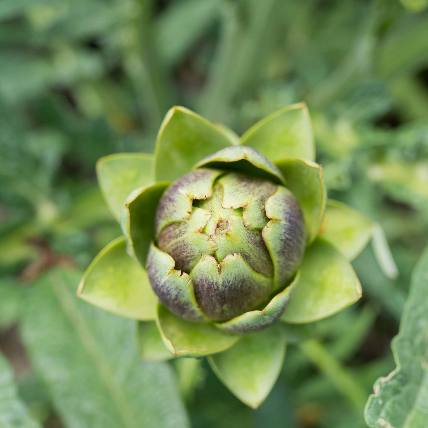 100pcs Organic Artichoke Seeds Pack