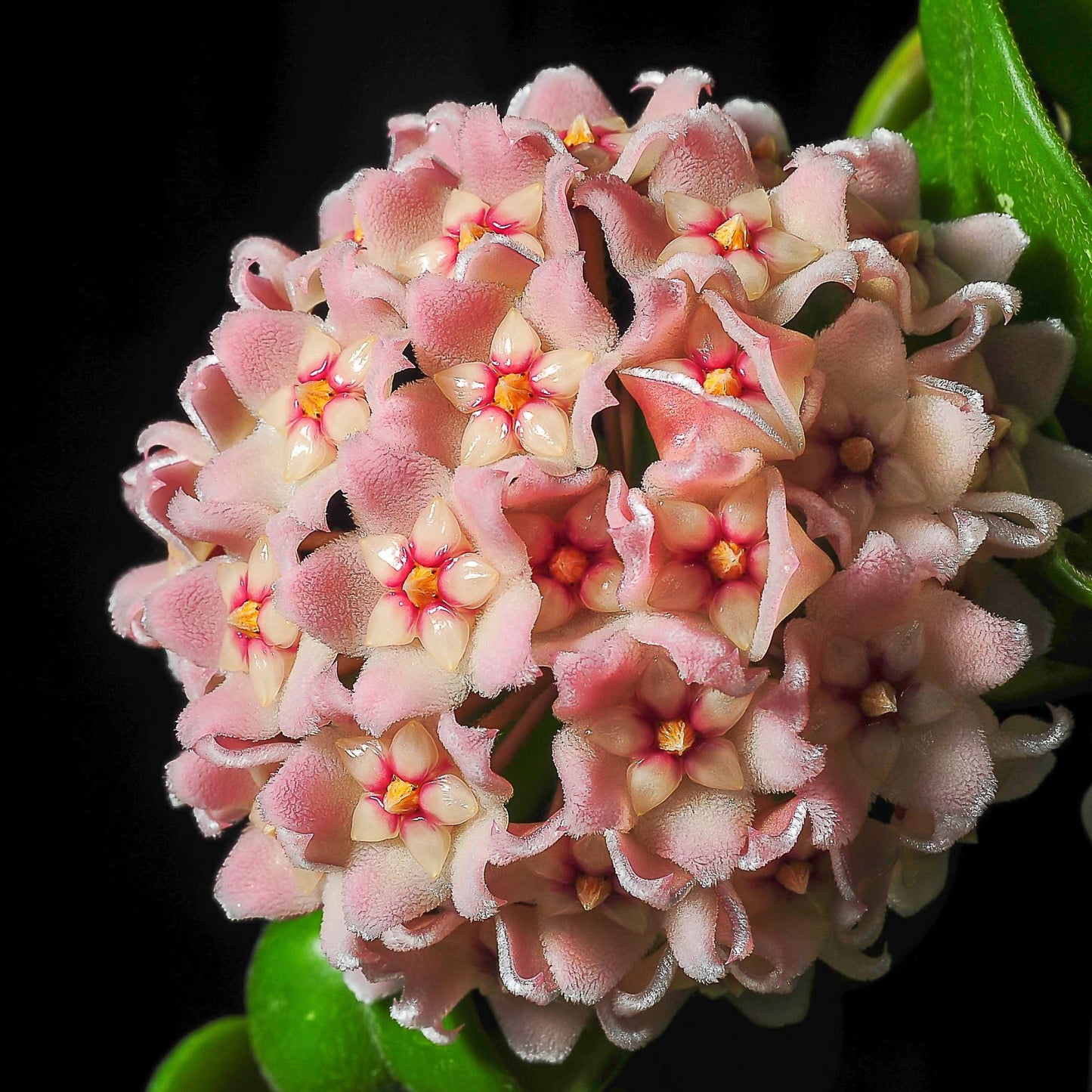 50Pcs Hoya Flower Seeds