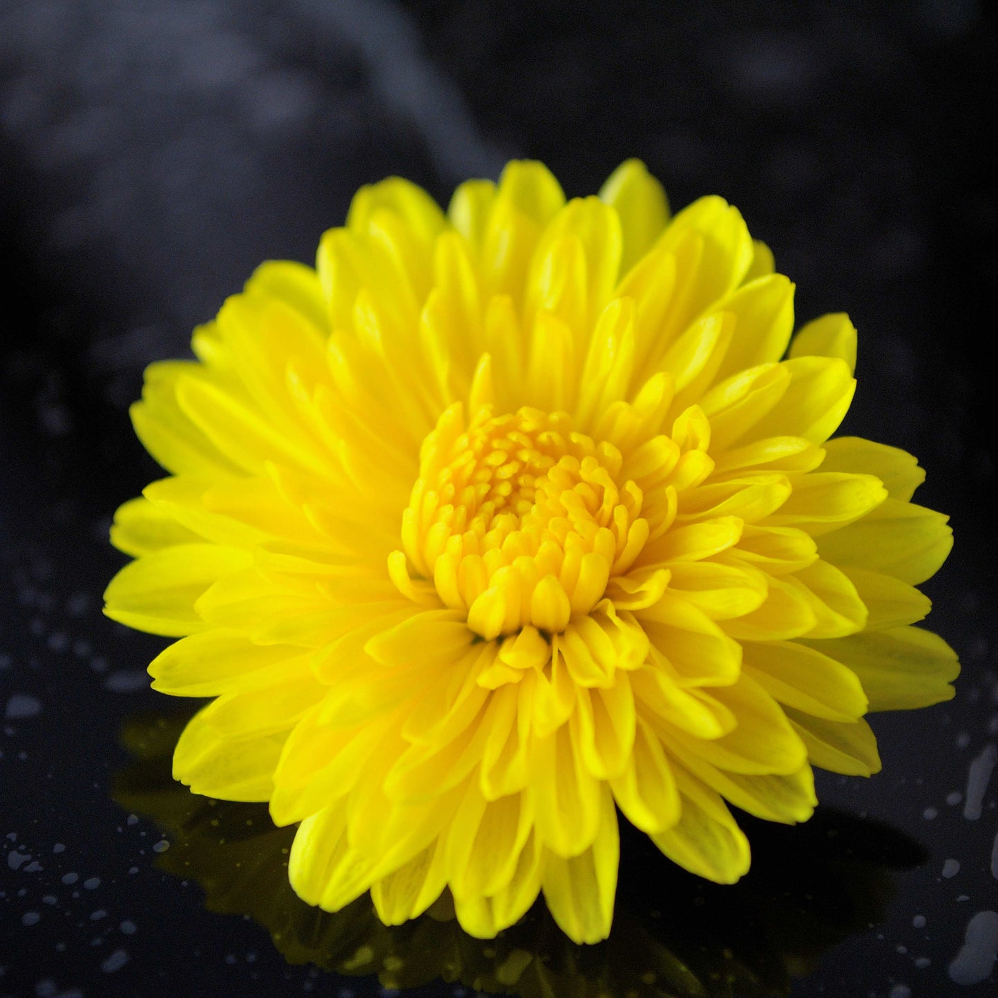 200pcs Chrysanthemum Seeds Pack