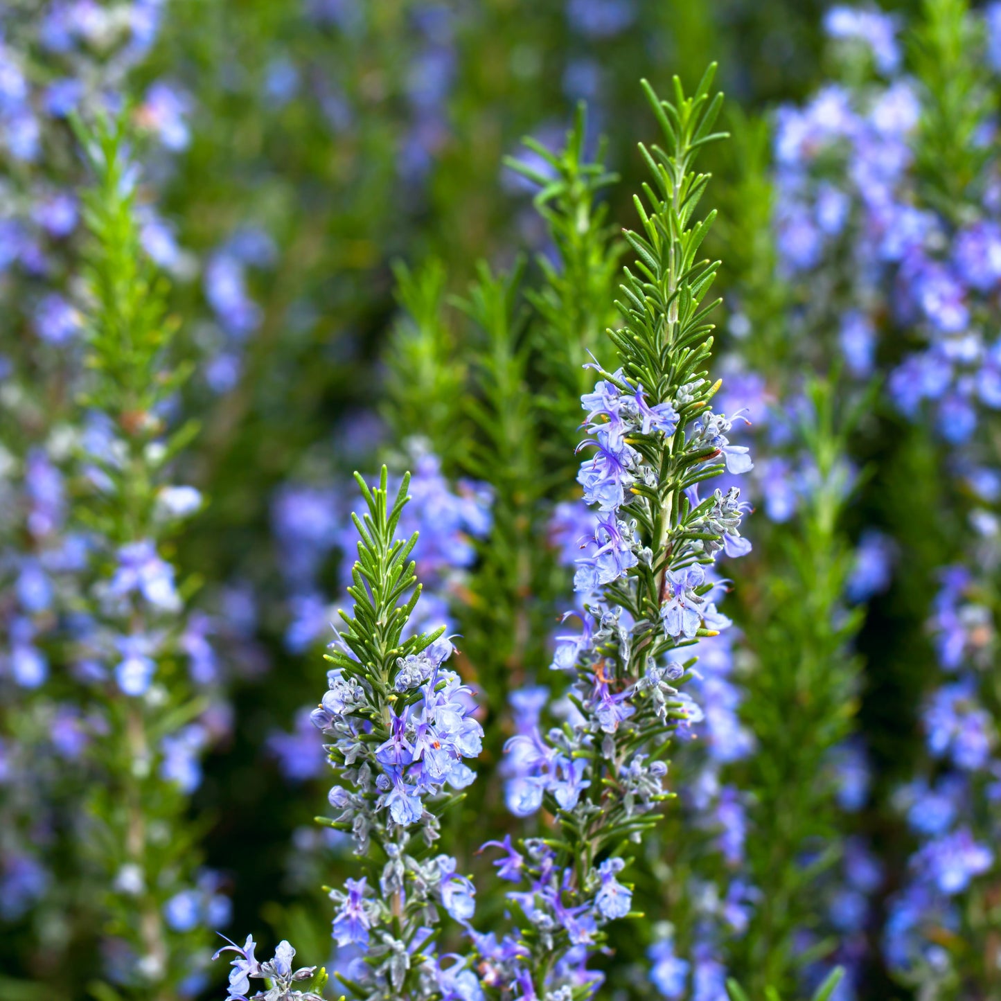 100Pcs Tuscan Blue Rosemary Herb Seeds