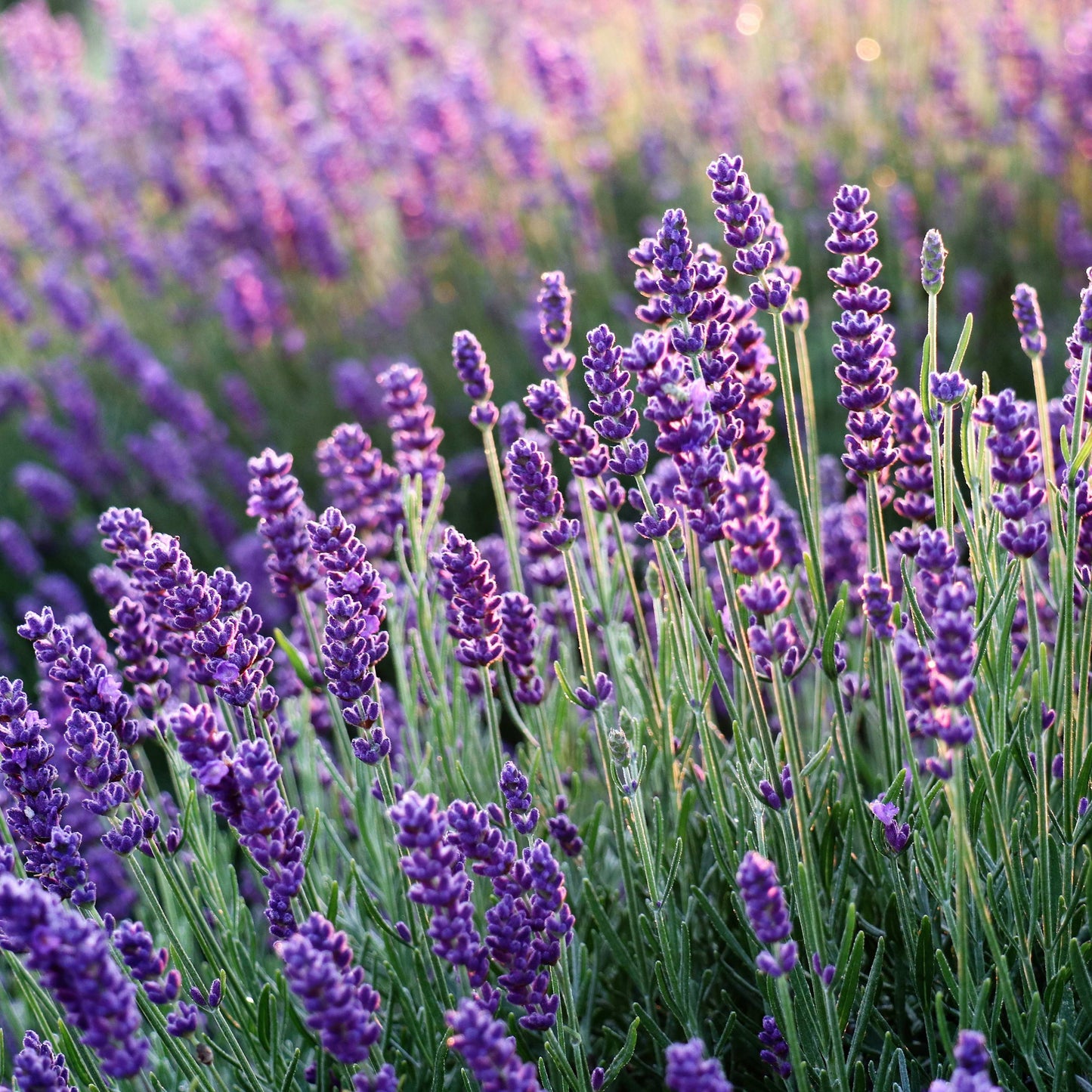 200Pcs Lavender Flower Seeds