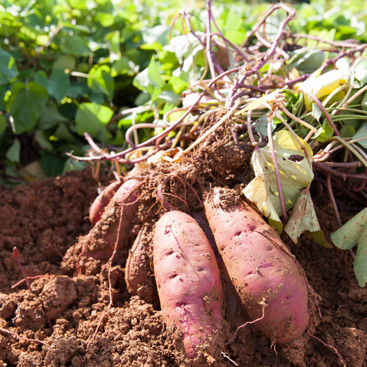 100Pcs Sweet Potato Seeds