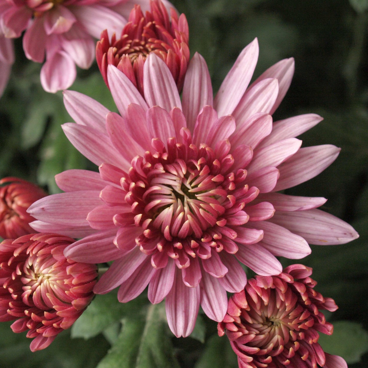 200pcs Chrysanthemum Seeds Pack