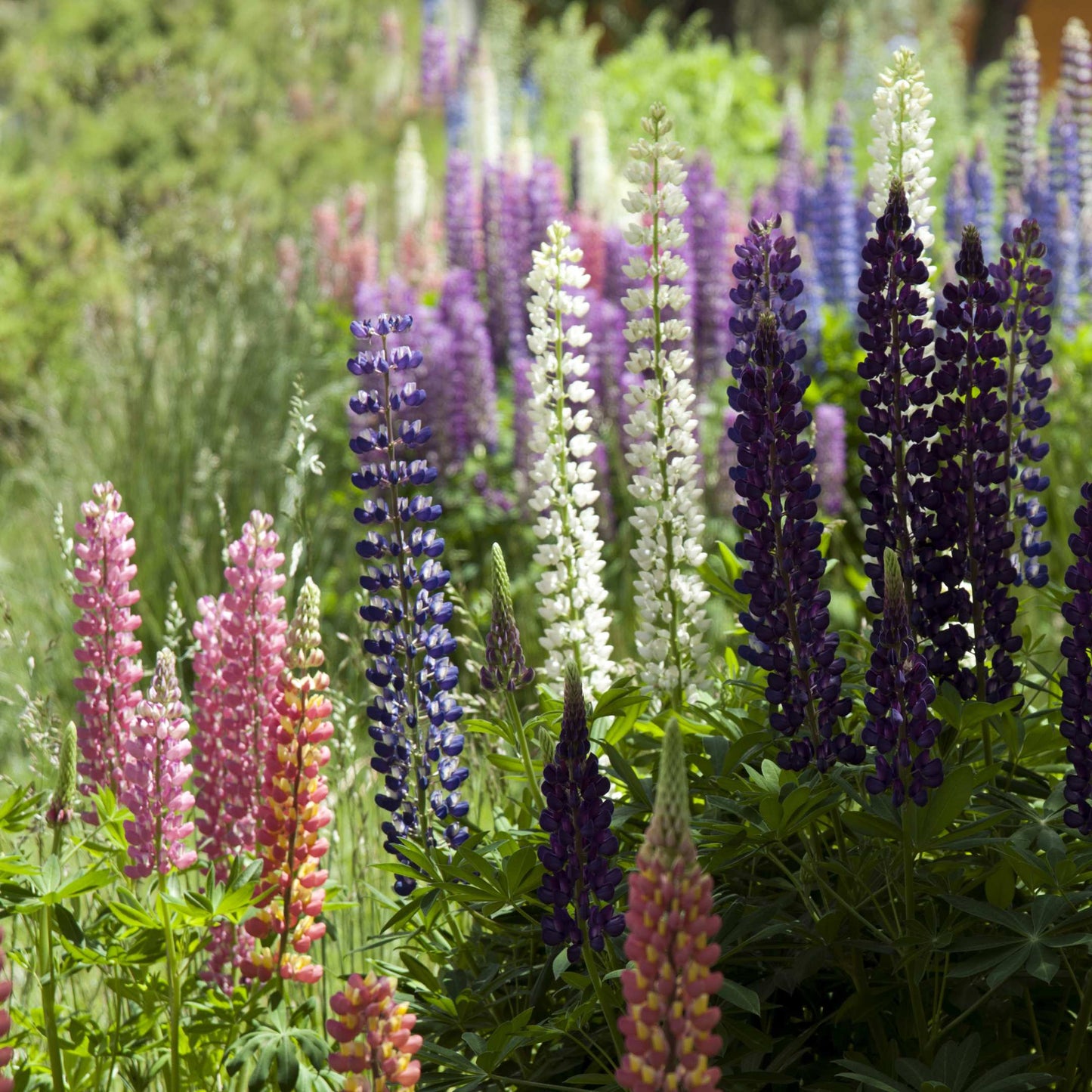 100Pcs Lupine Russel Mix Flower Seeds