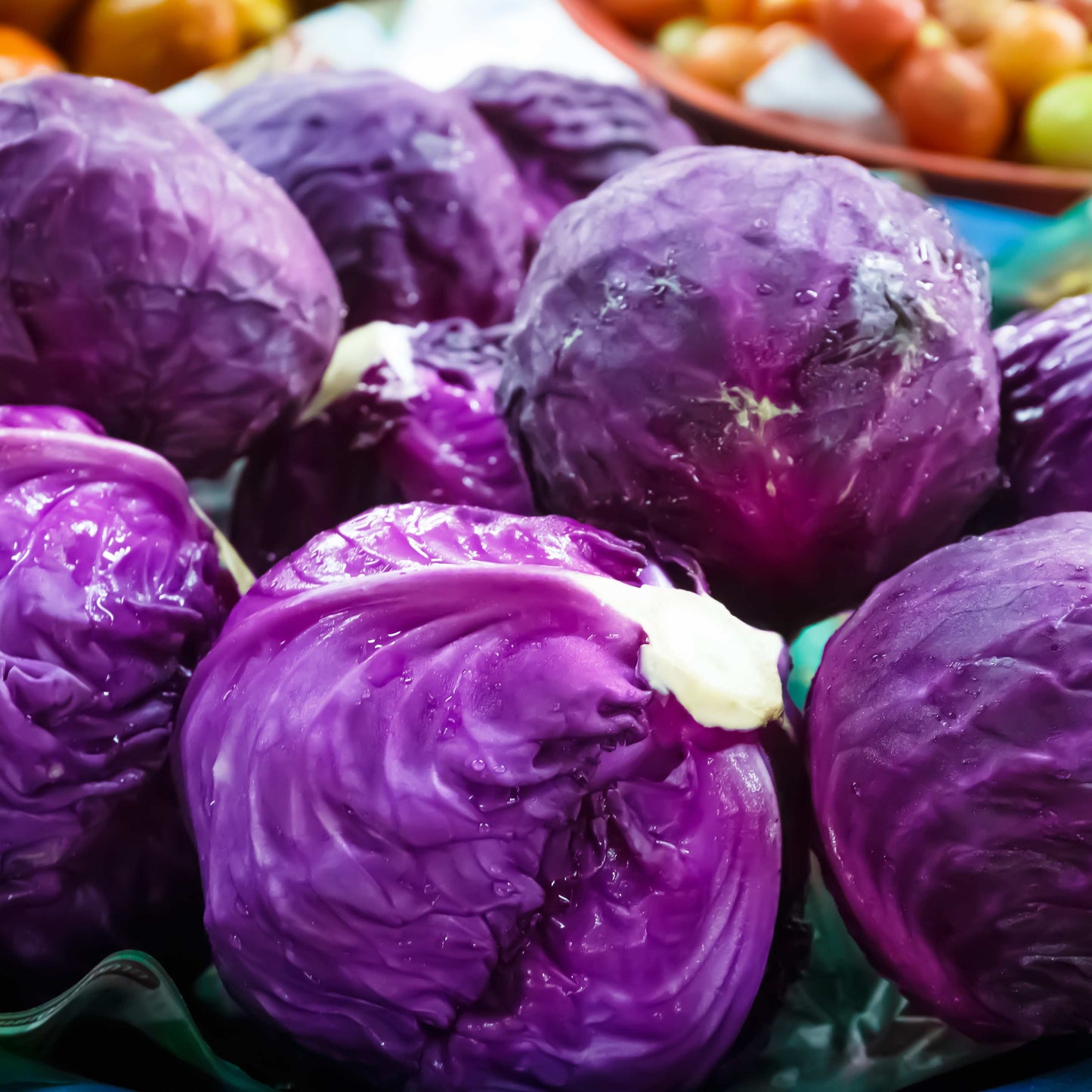 100pcs Organic Purple Brassica Cabbage Seeds