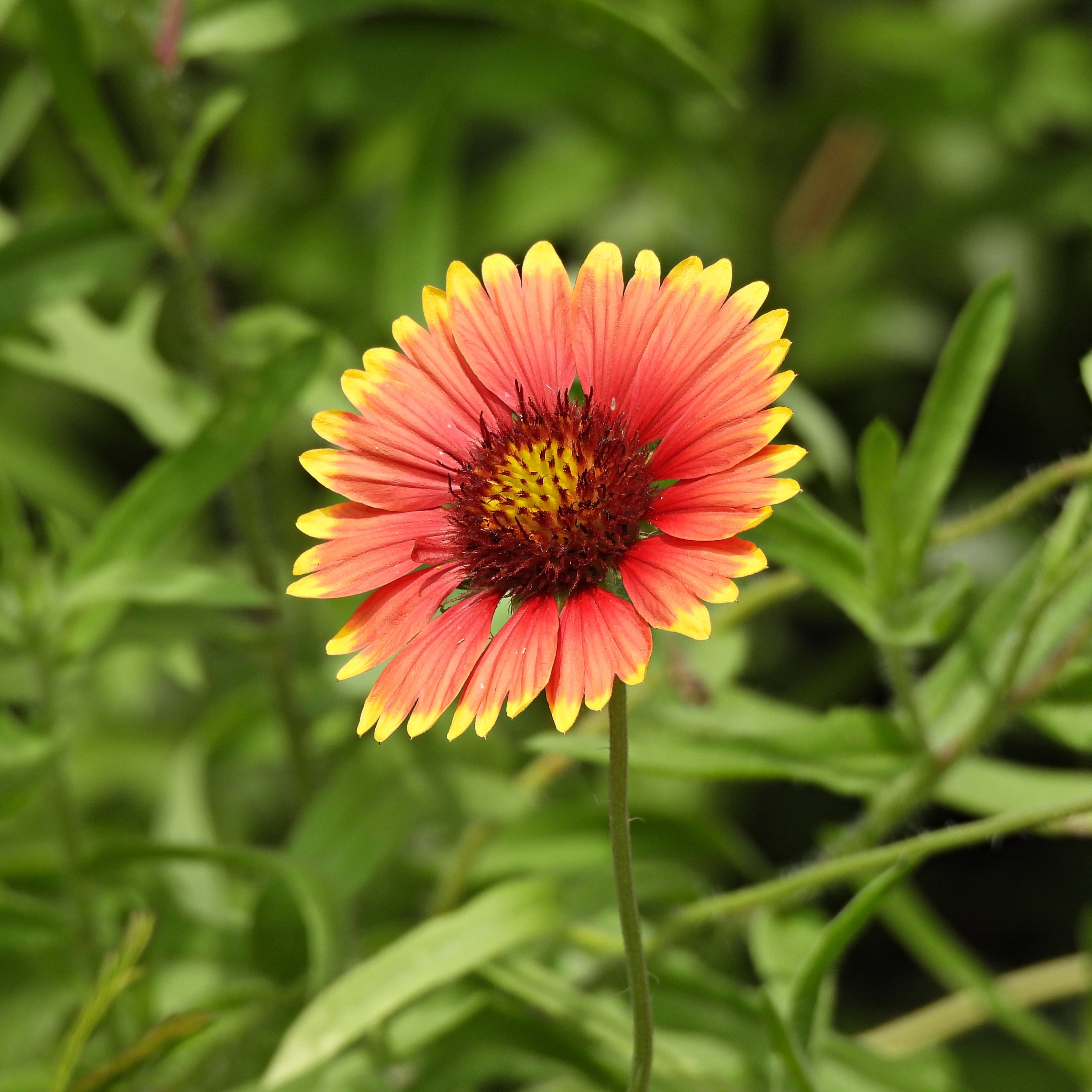 Gaillardia Flower Seeds