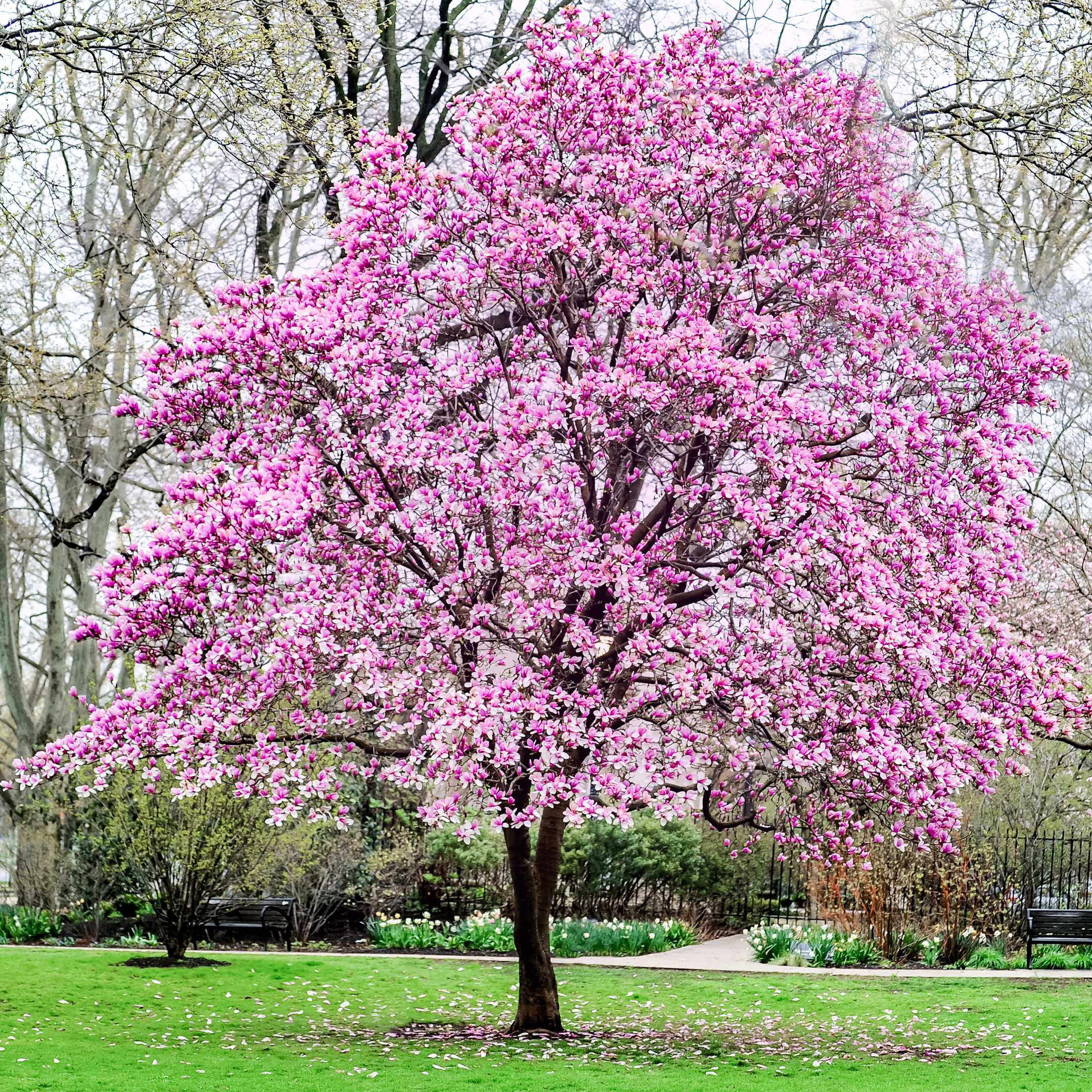 100Pcs Magnolia Flower Seeds Pack