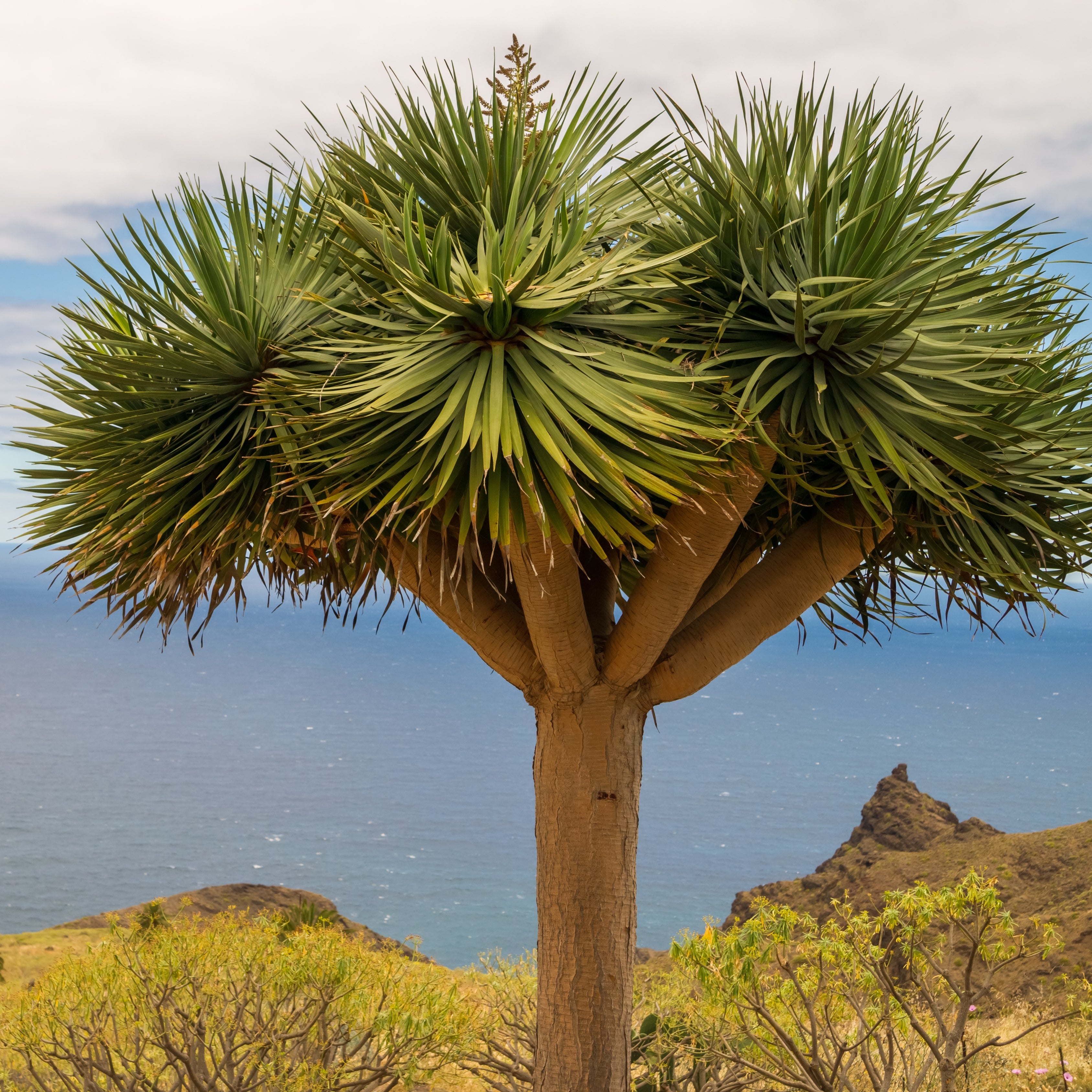 10Pcs Celestial Dragon Blood Tree Seeds (Dracaena draco)