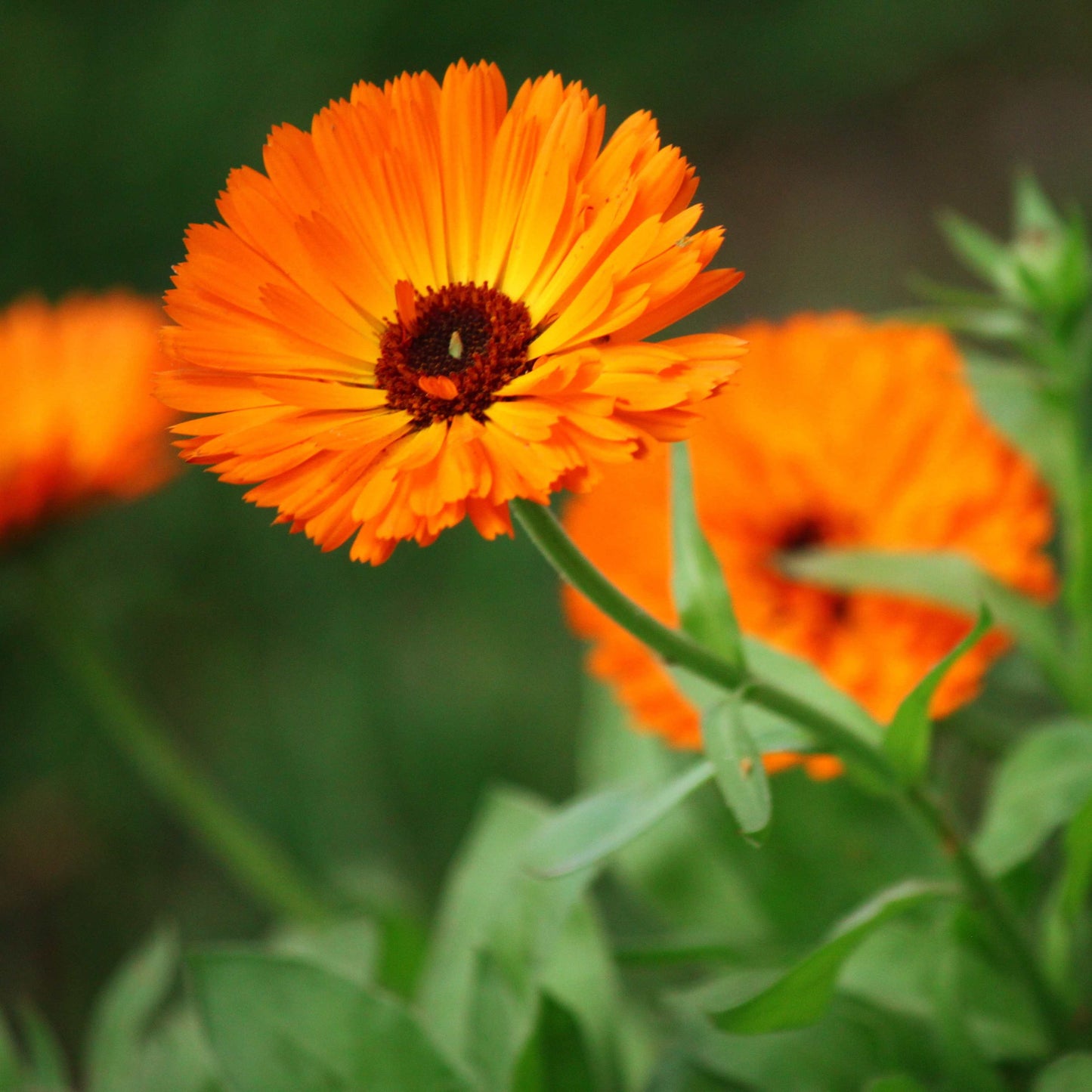 50Pcs Gerbera Daisy Seeds