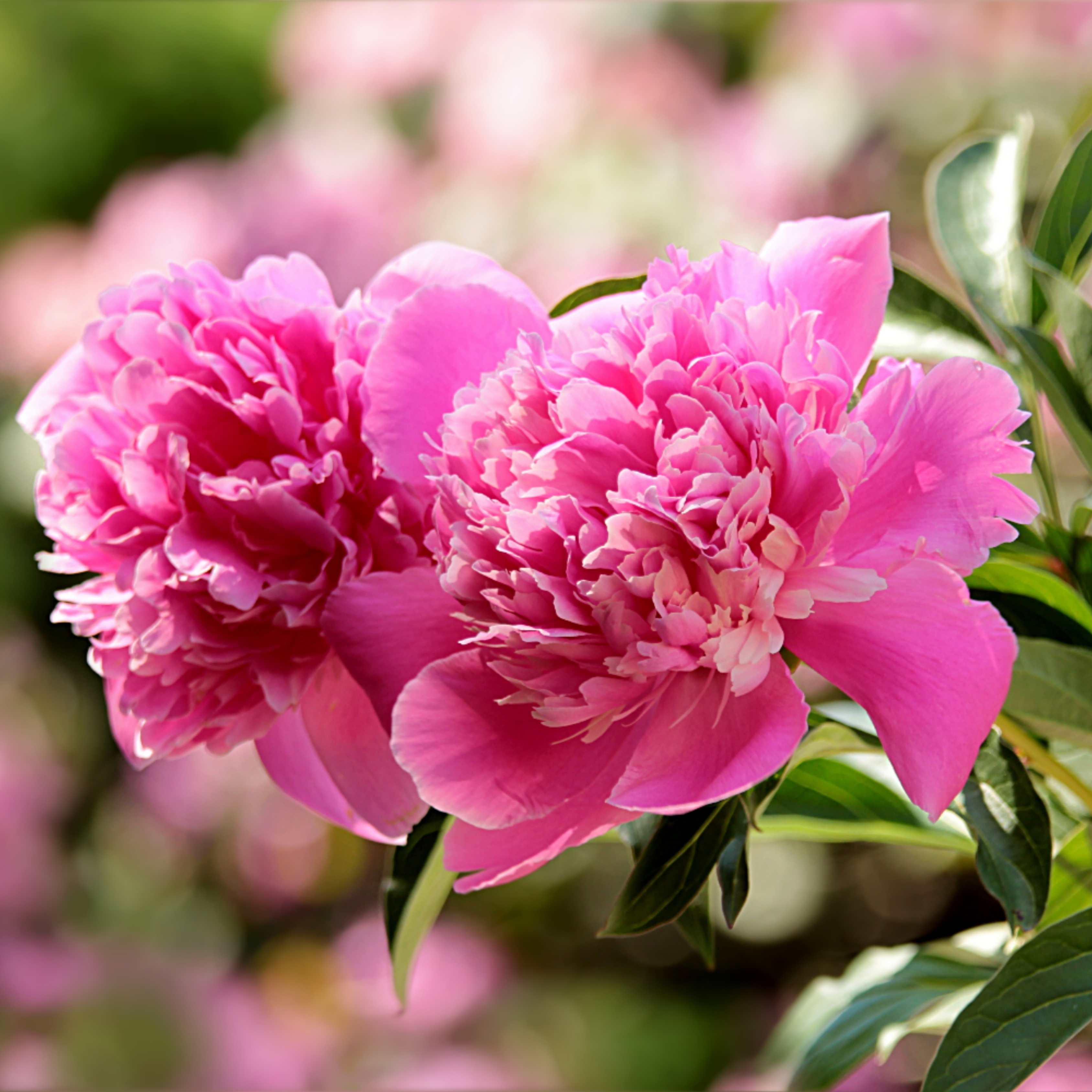 10Pcs Peony Flower Seeds, Attracts Bees and Butterflies, Honey Bee Flower