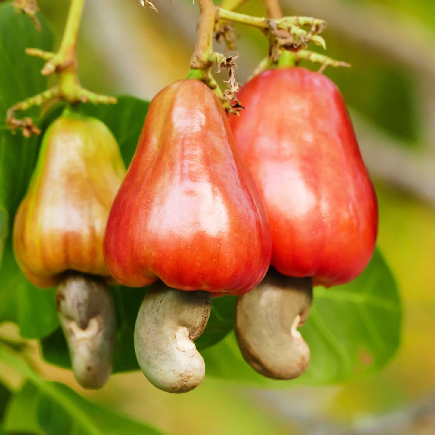 3Pcs Cashew Plant Seeds