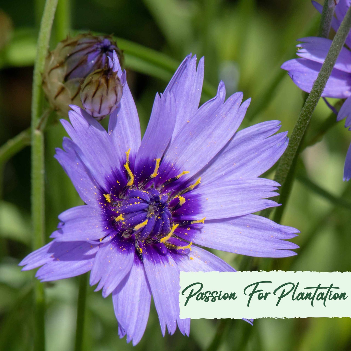 Cupids Dart Blue Flower Seeds (Catananche Caerulea)