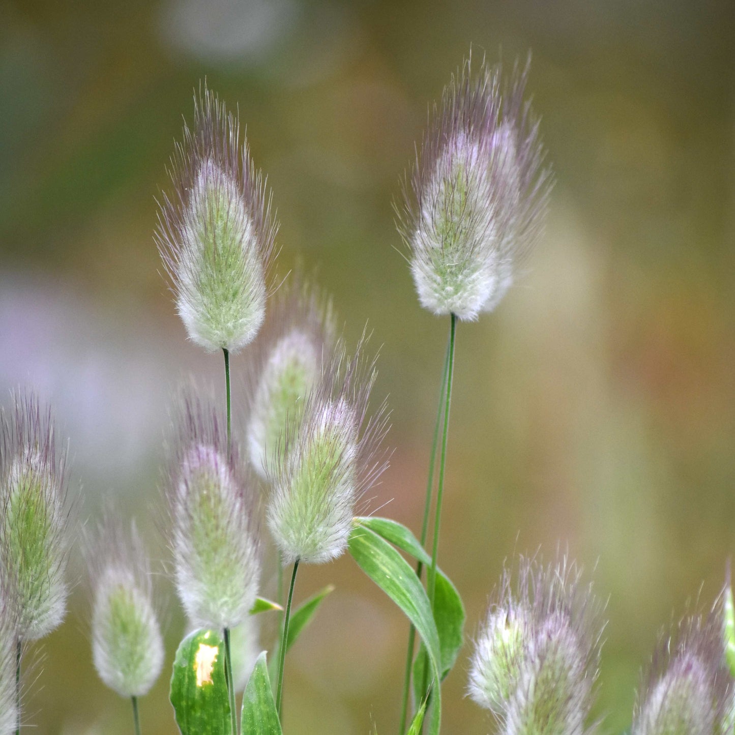 100Pcs Bunny Tails Ornamental Grass Seeds