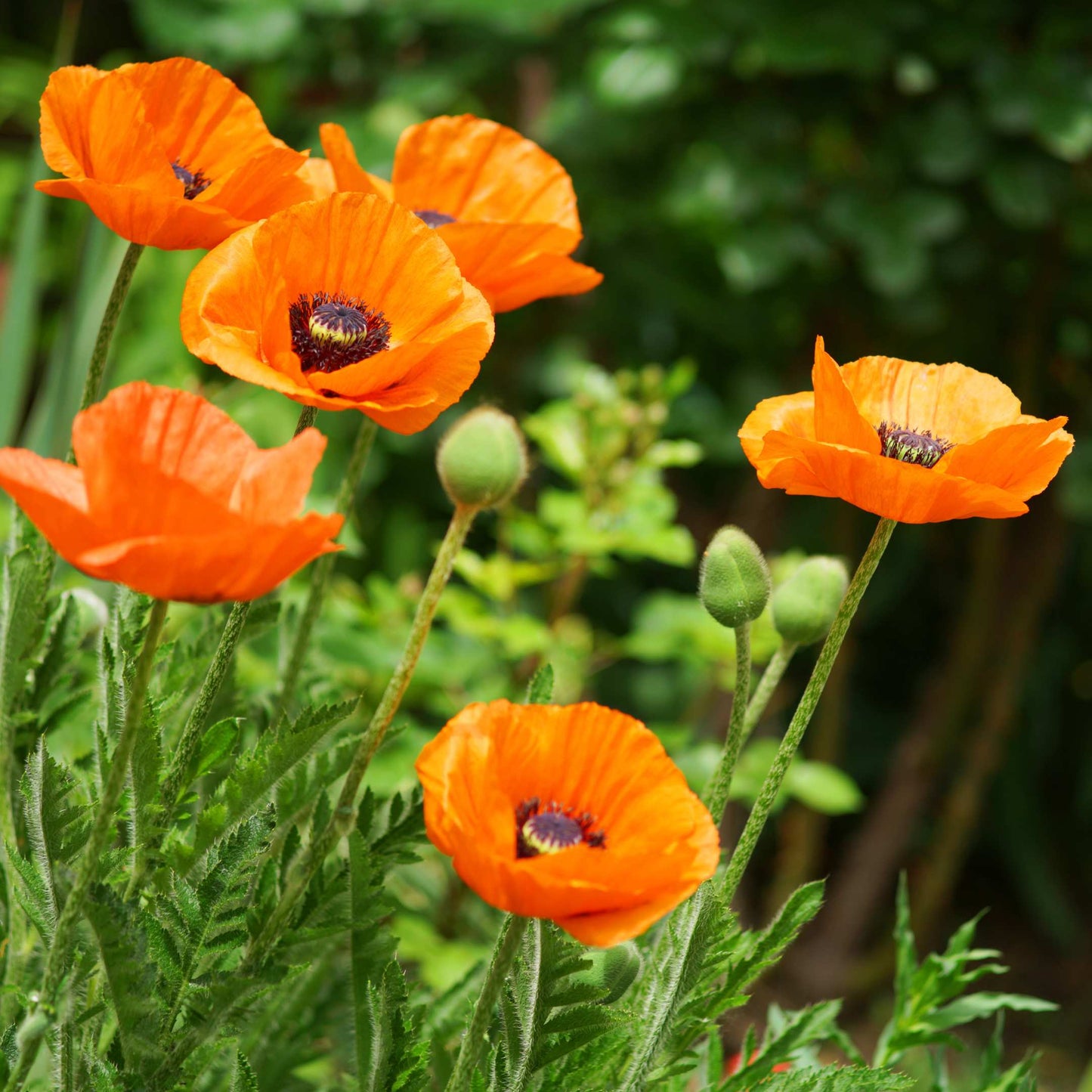 100Pcs Poppy Oriental Mix Flower Seeds Pack