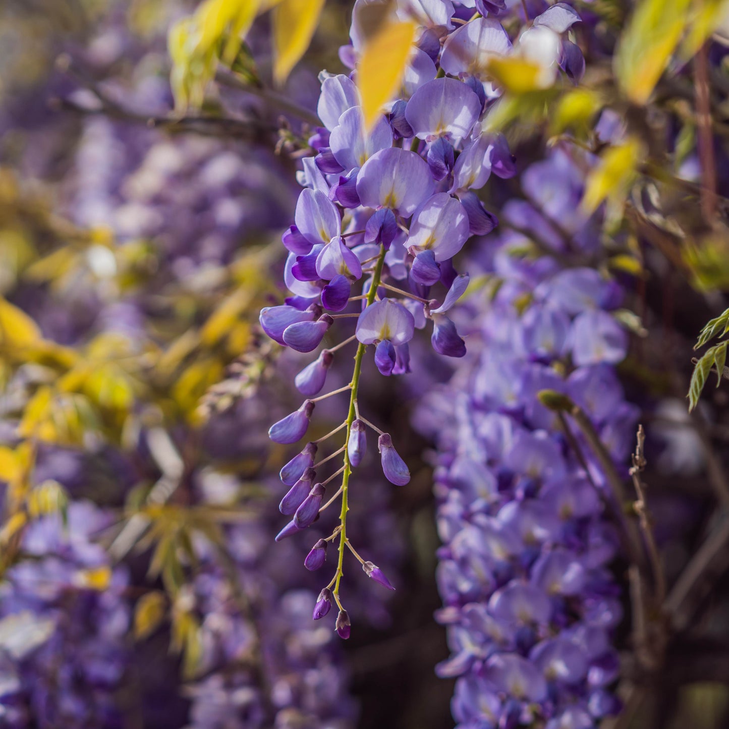 Chinese Wisteria Vine, 10 Seeds